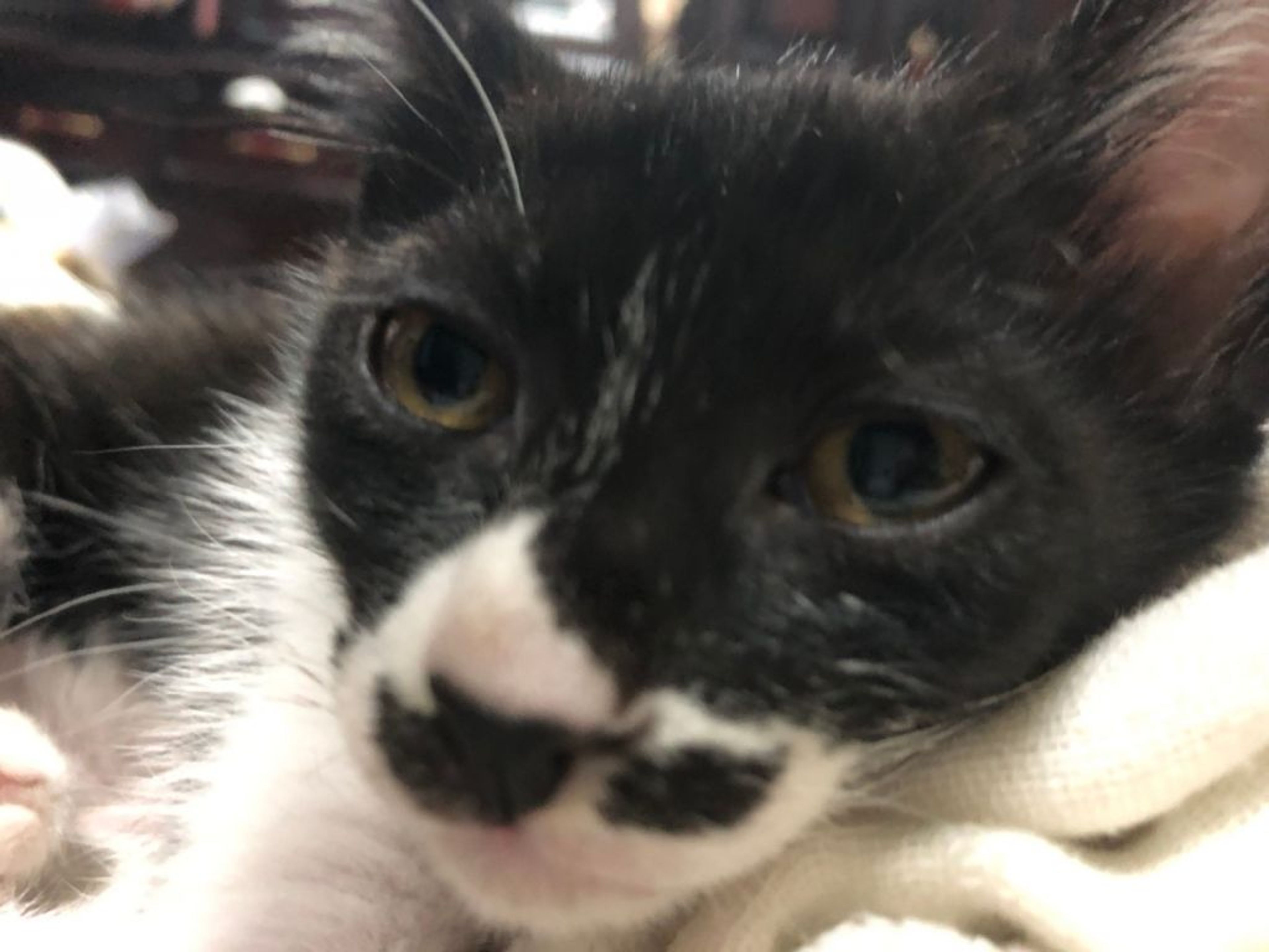 pet-image-8