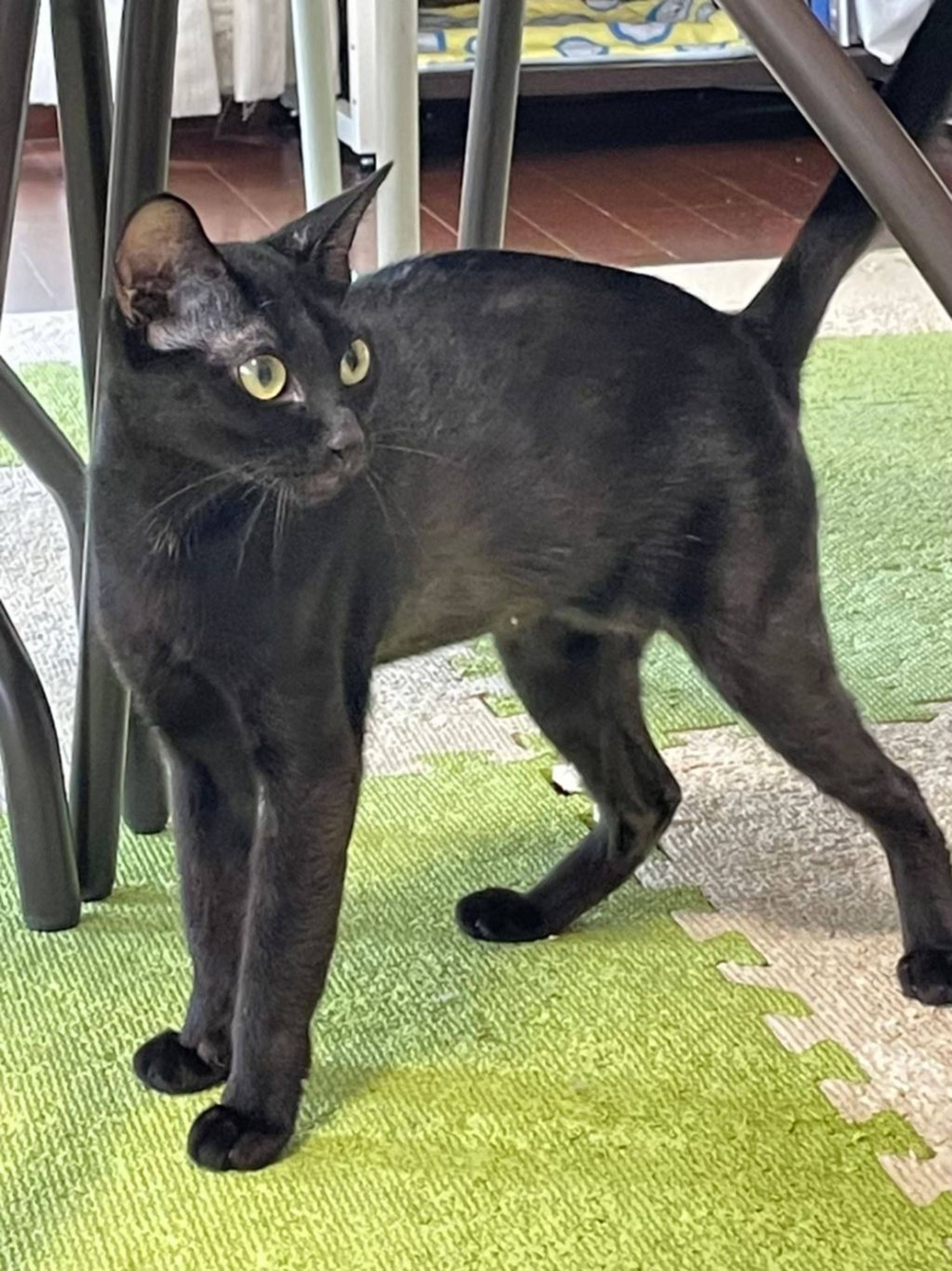 pet-image-5
