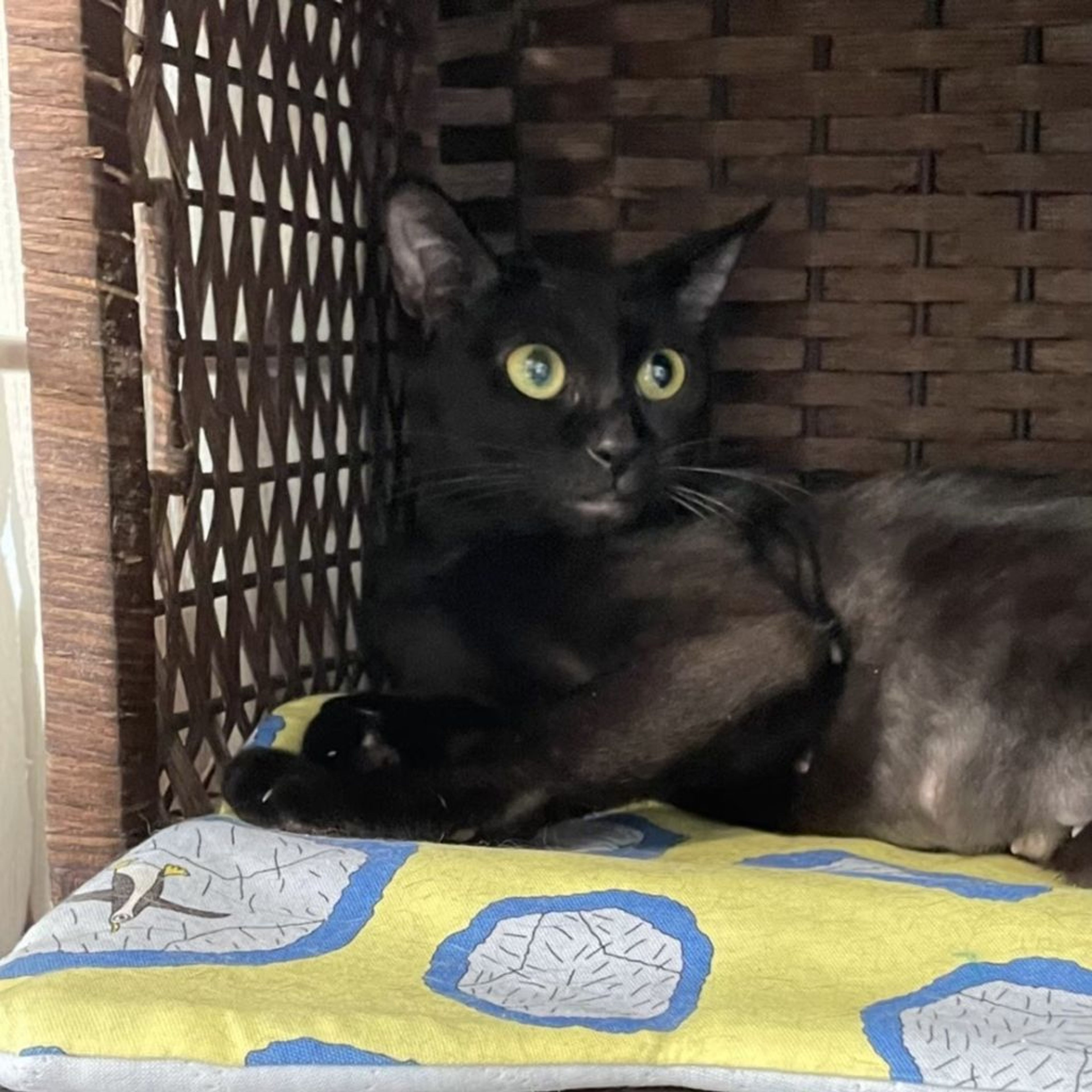 pet-image-7