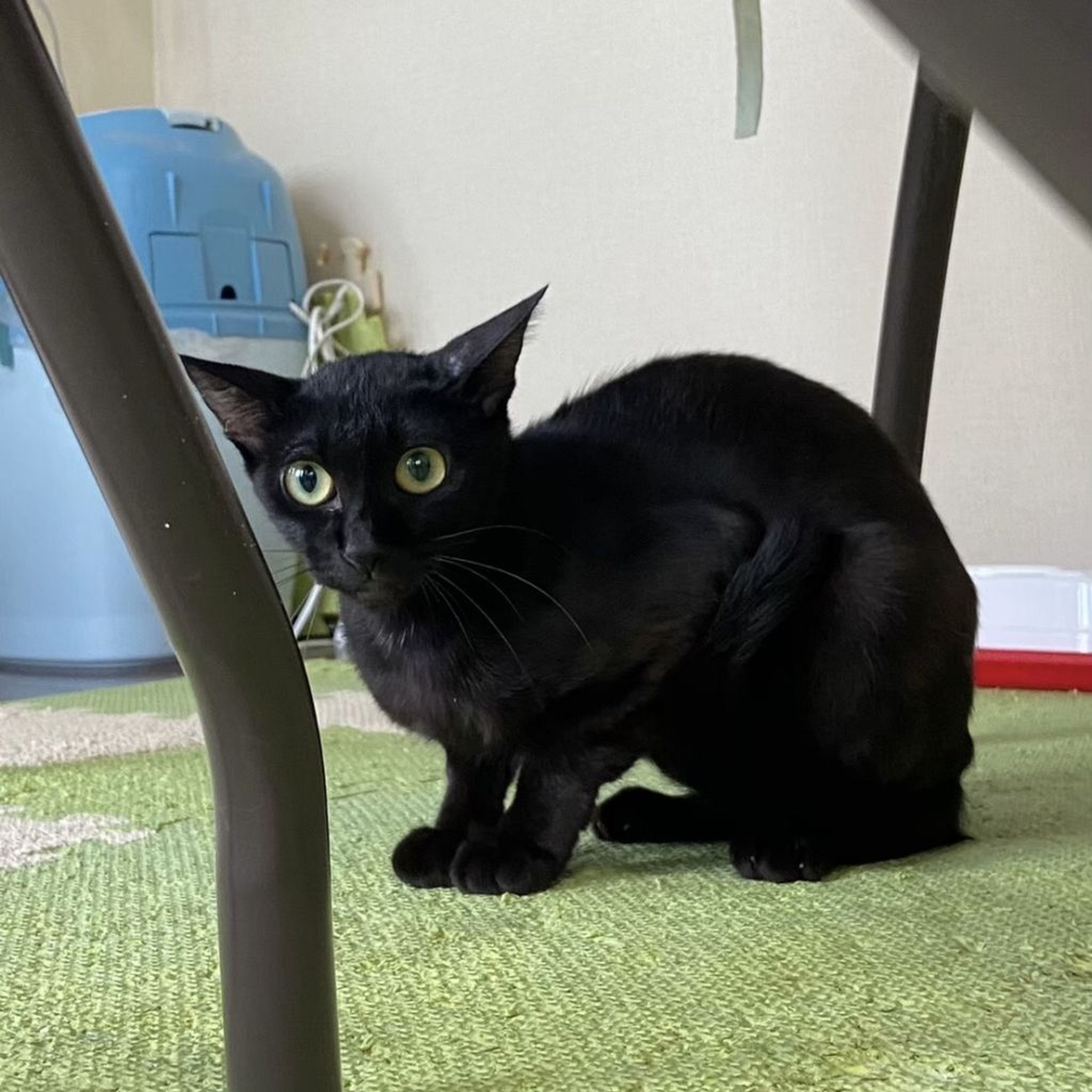 pet-image-9