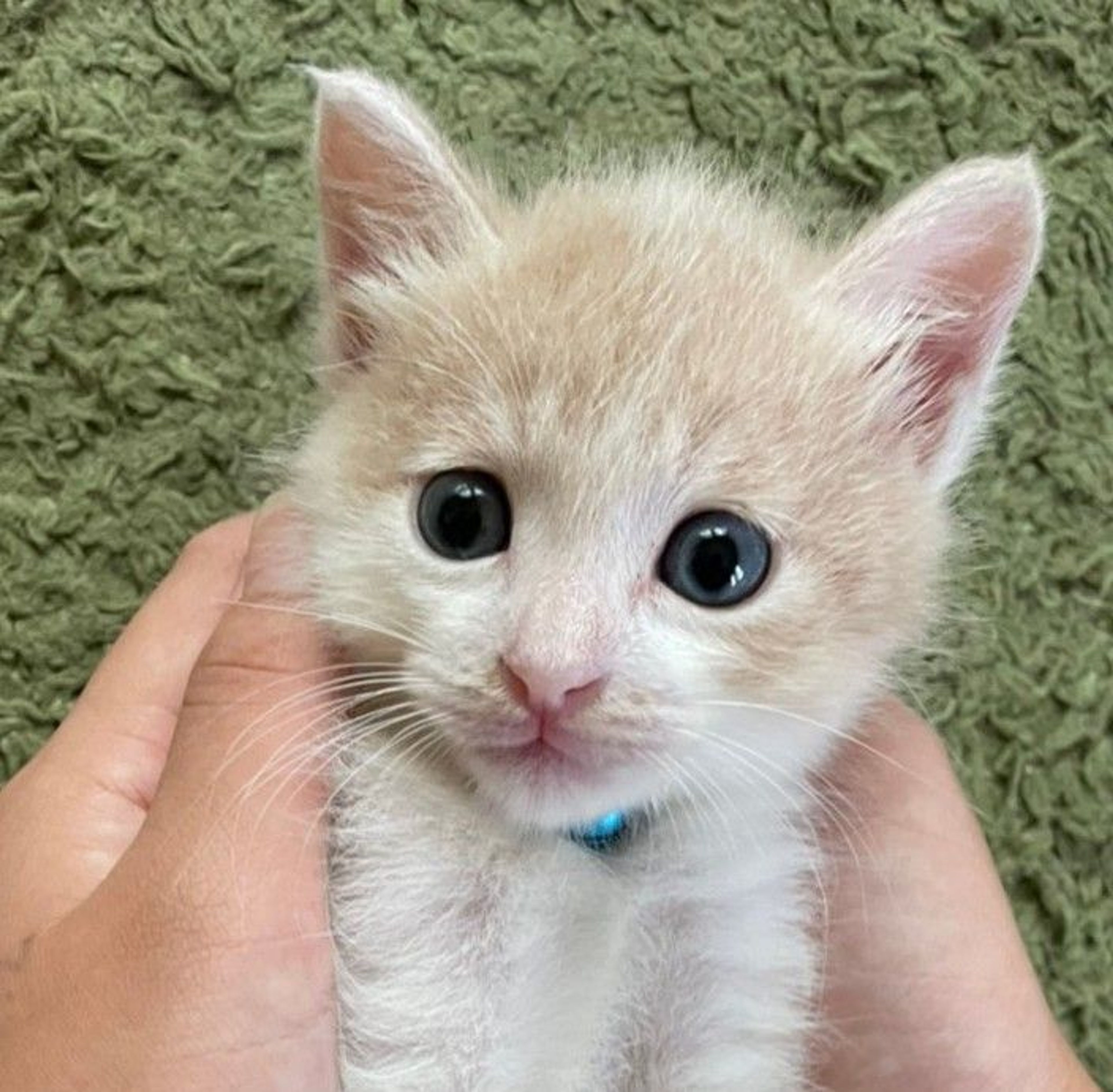 雑種（ミックス猫）・オスの里親募集の写真