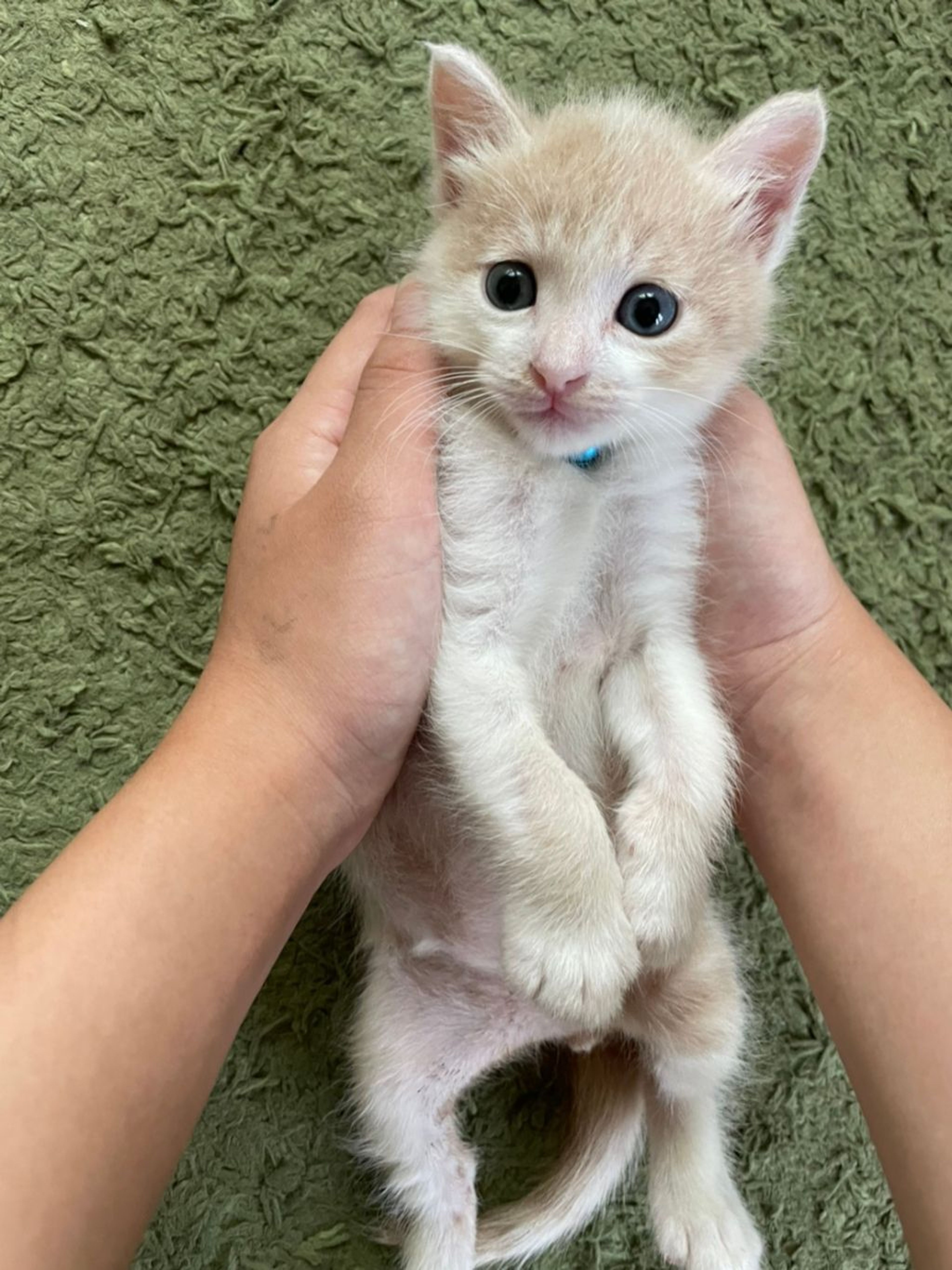 pet-image-2