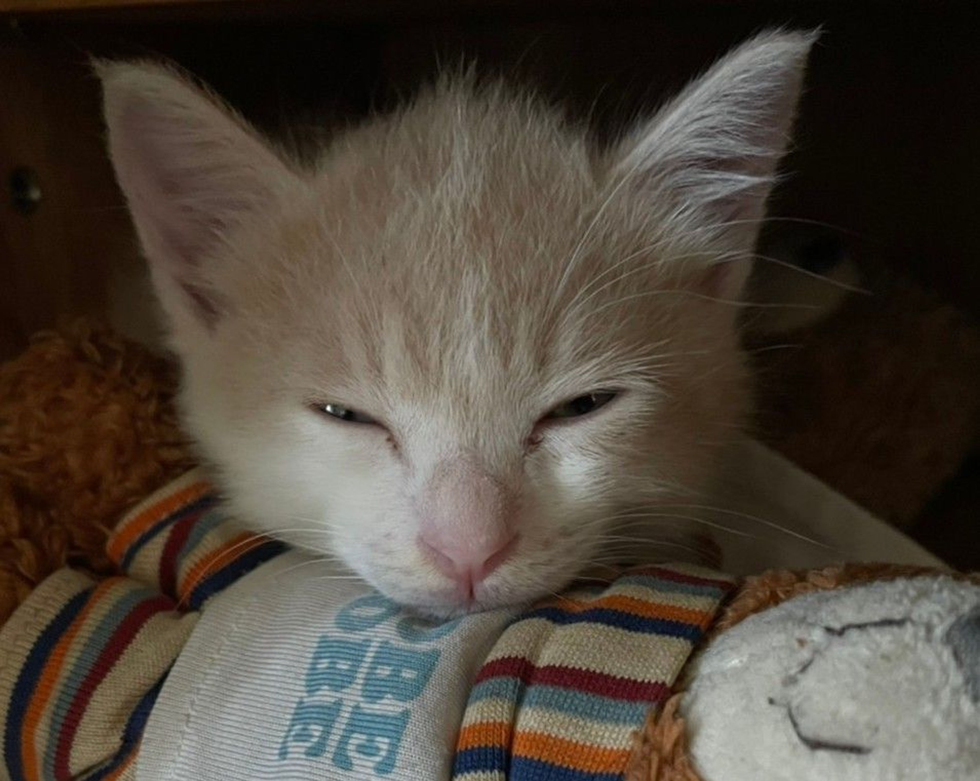 pet-image-3