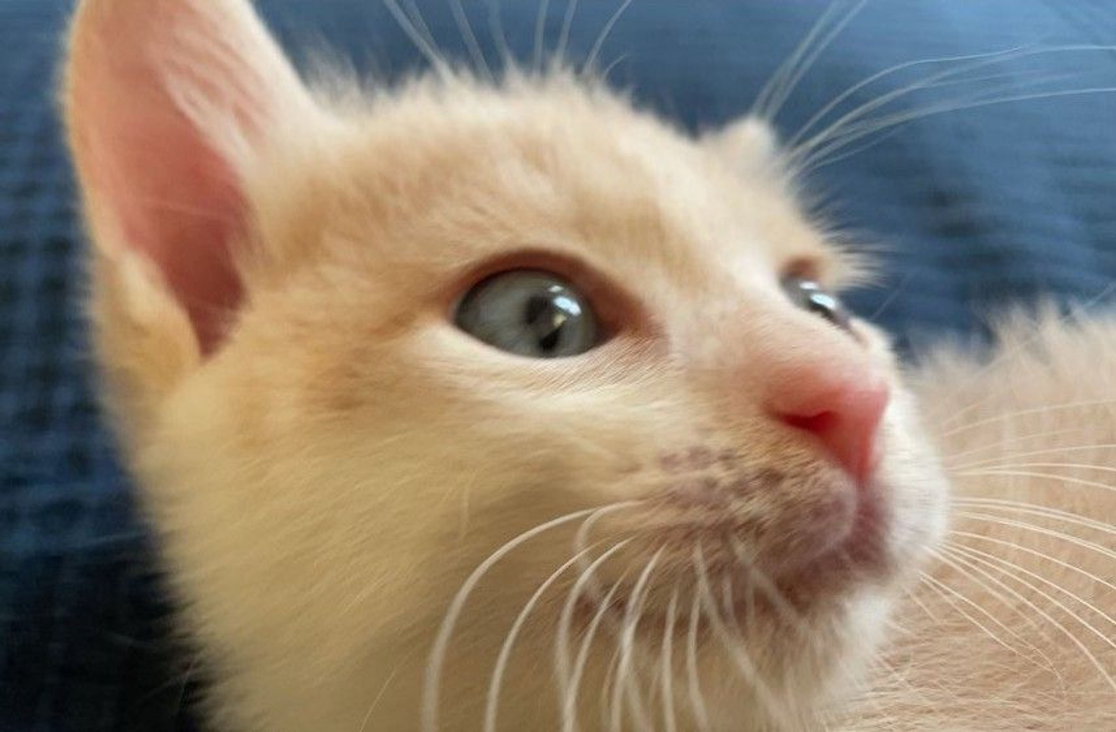 pet-image-5