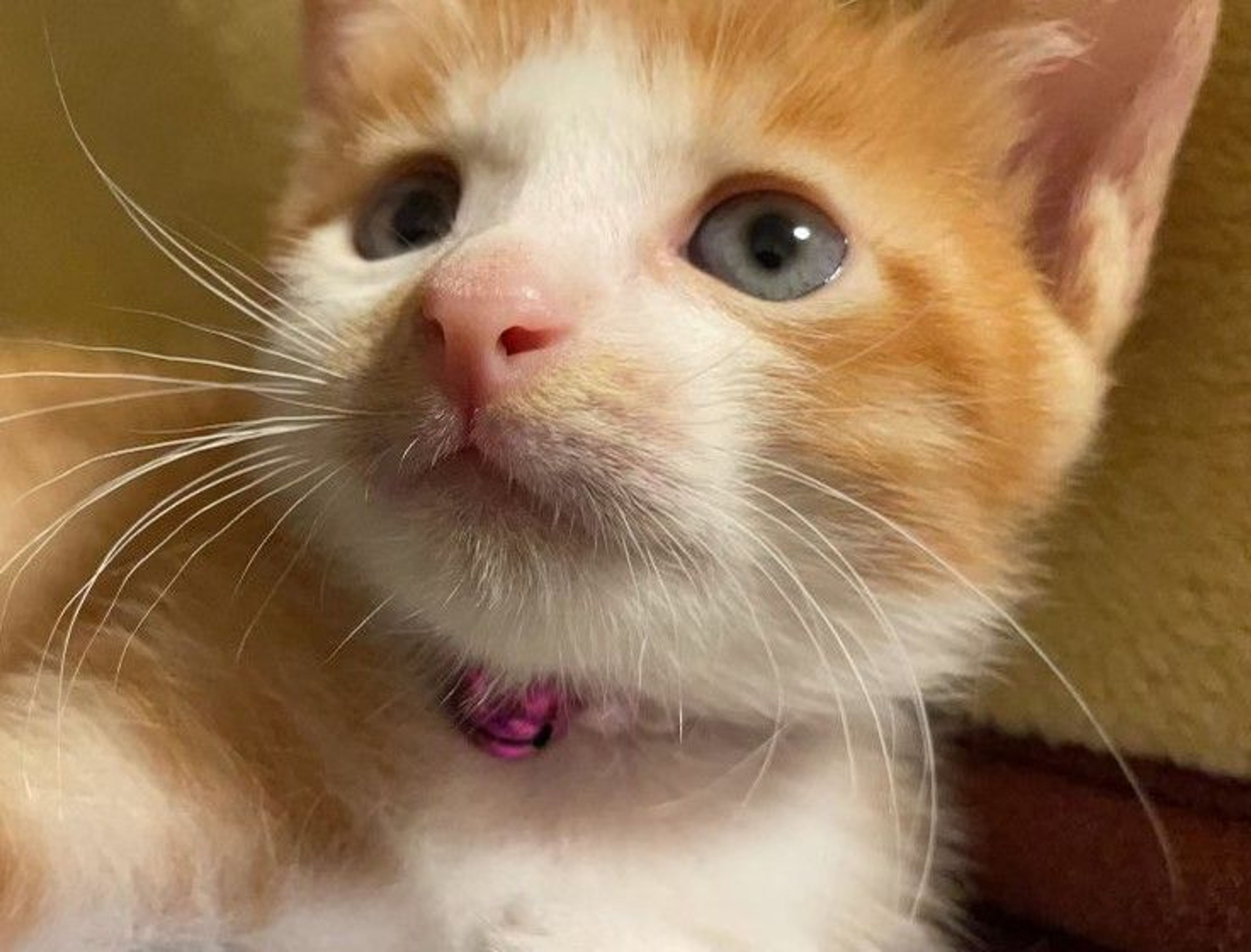 雑種（ミックス猫）・メスの里親募集の写真