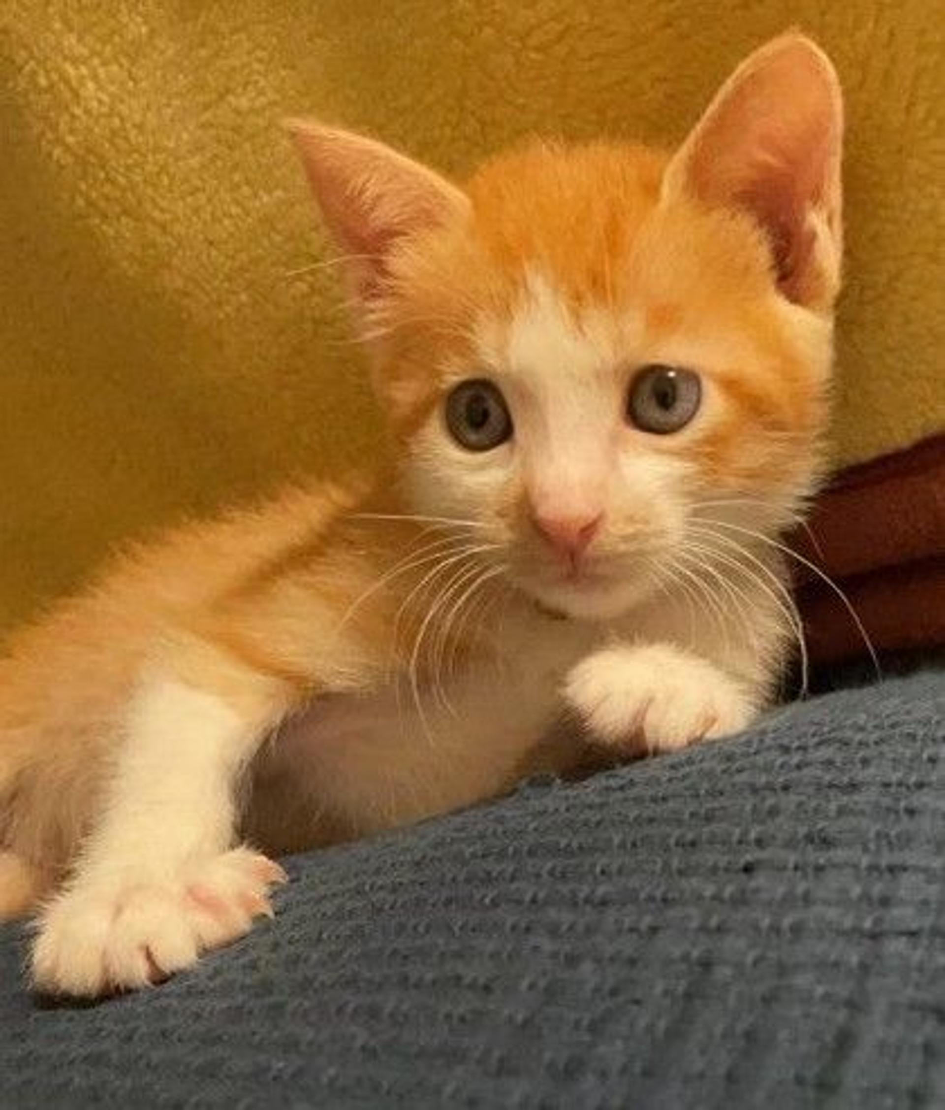 pet-image-3