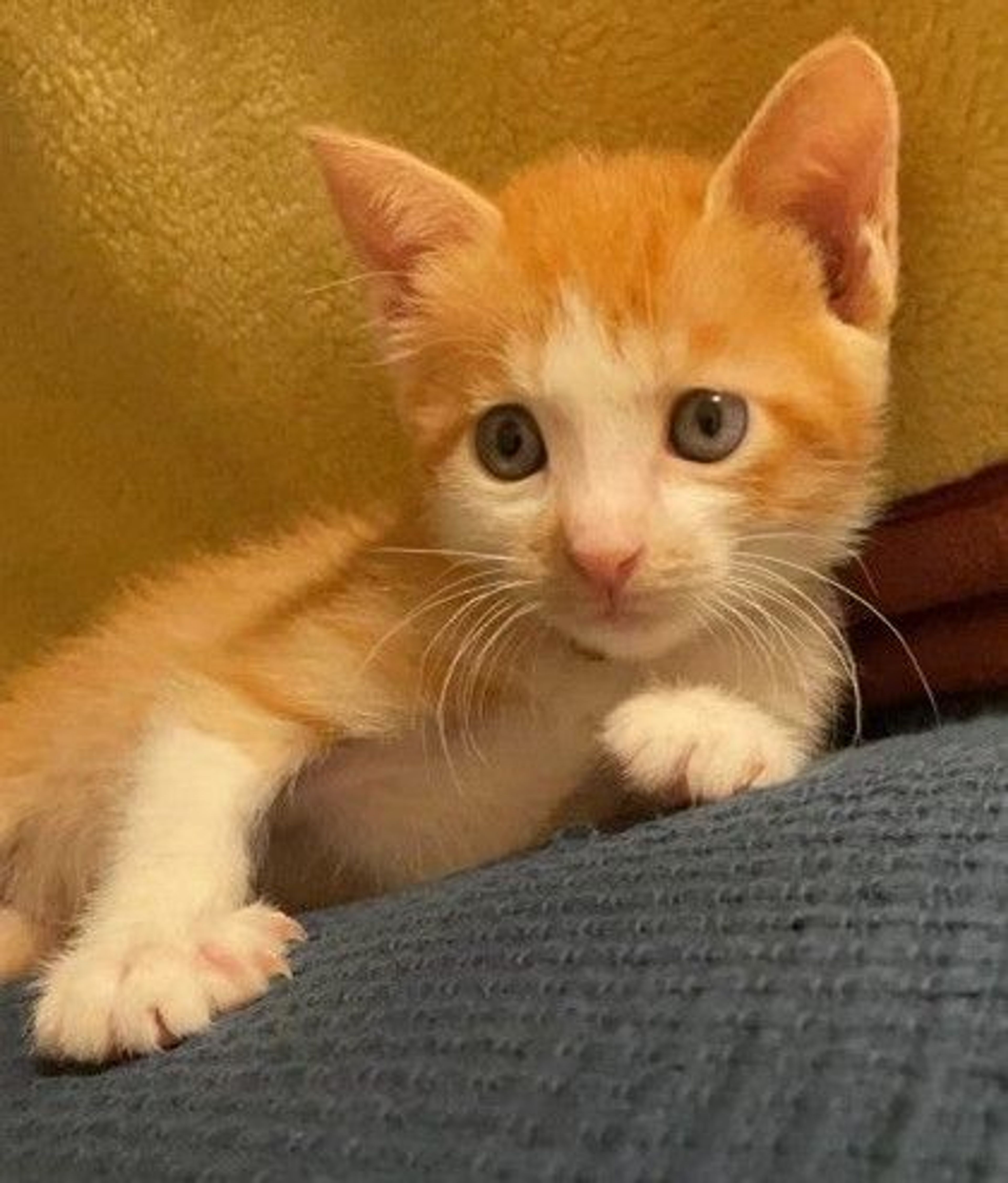 pet-image-3