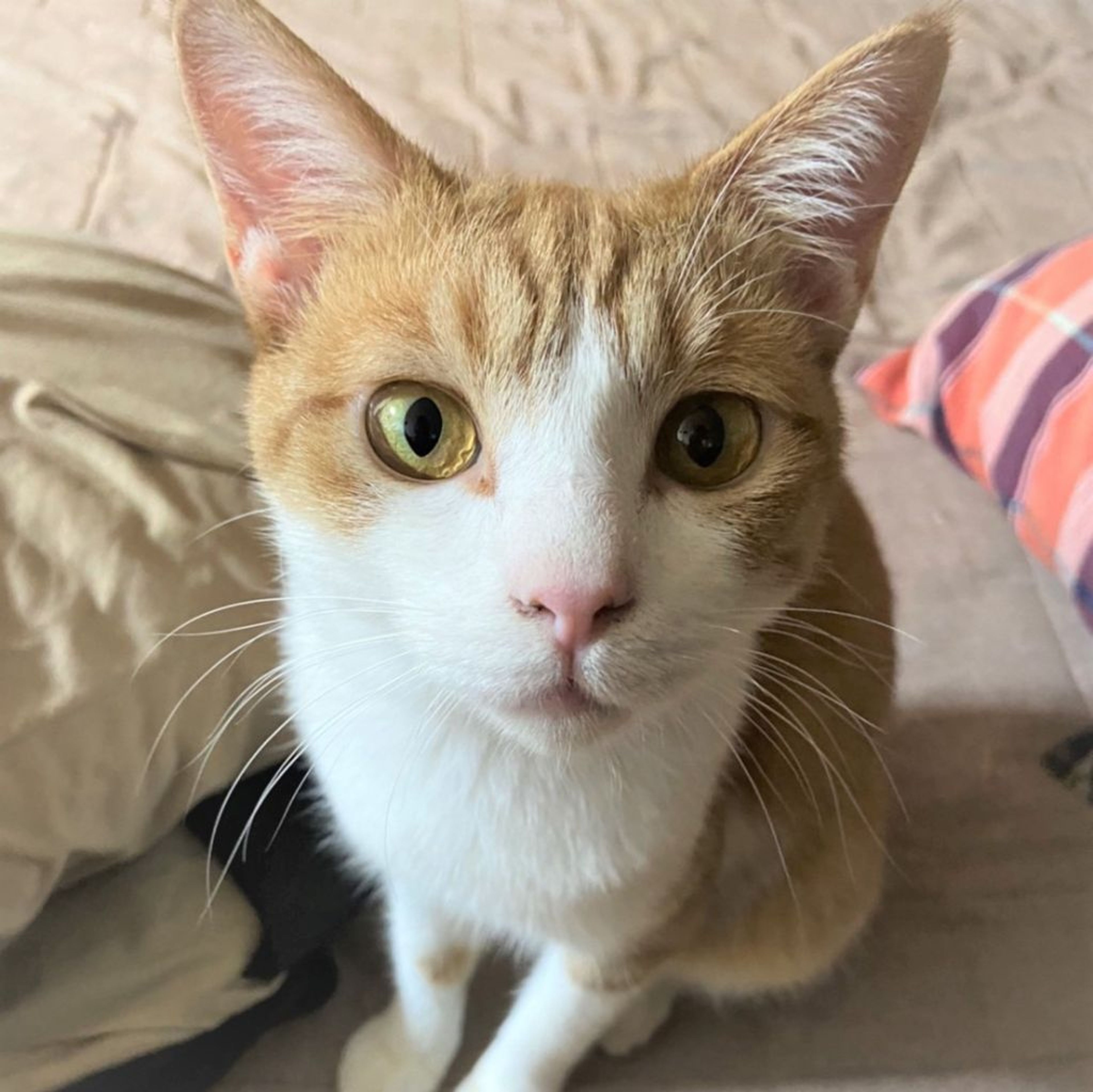 pet-image-2