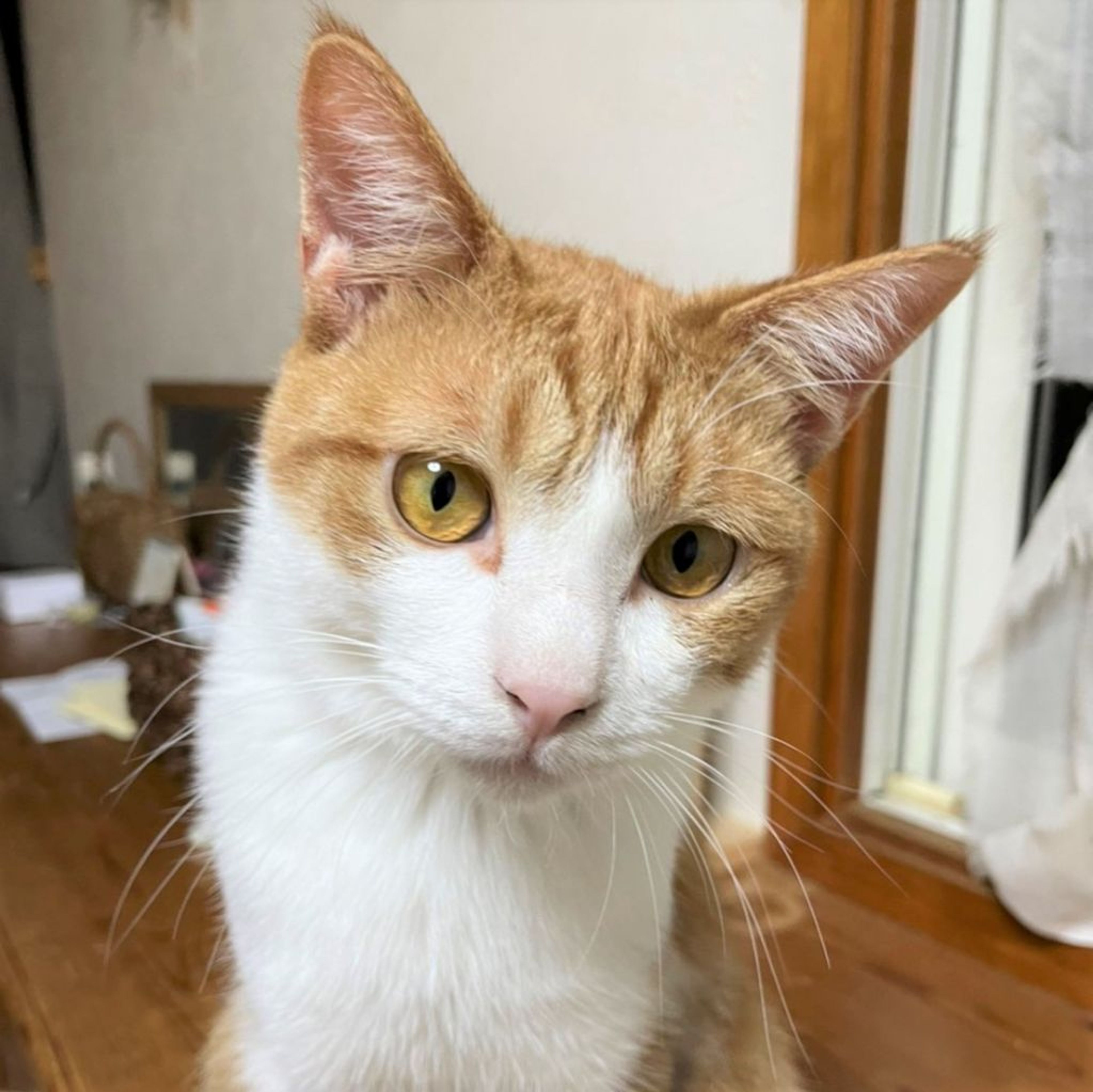 pet-image-3