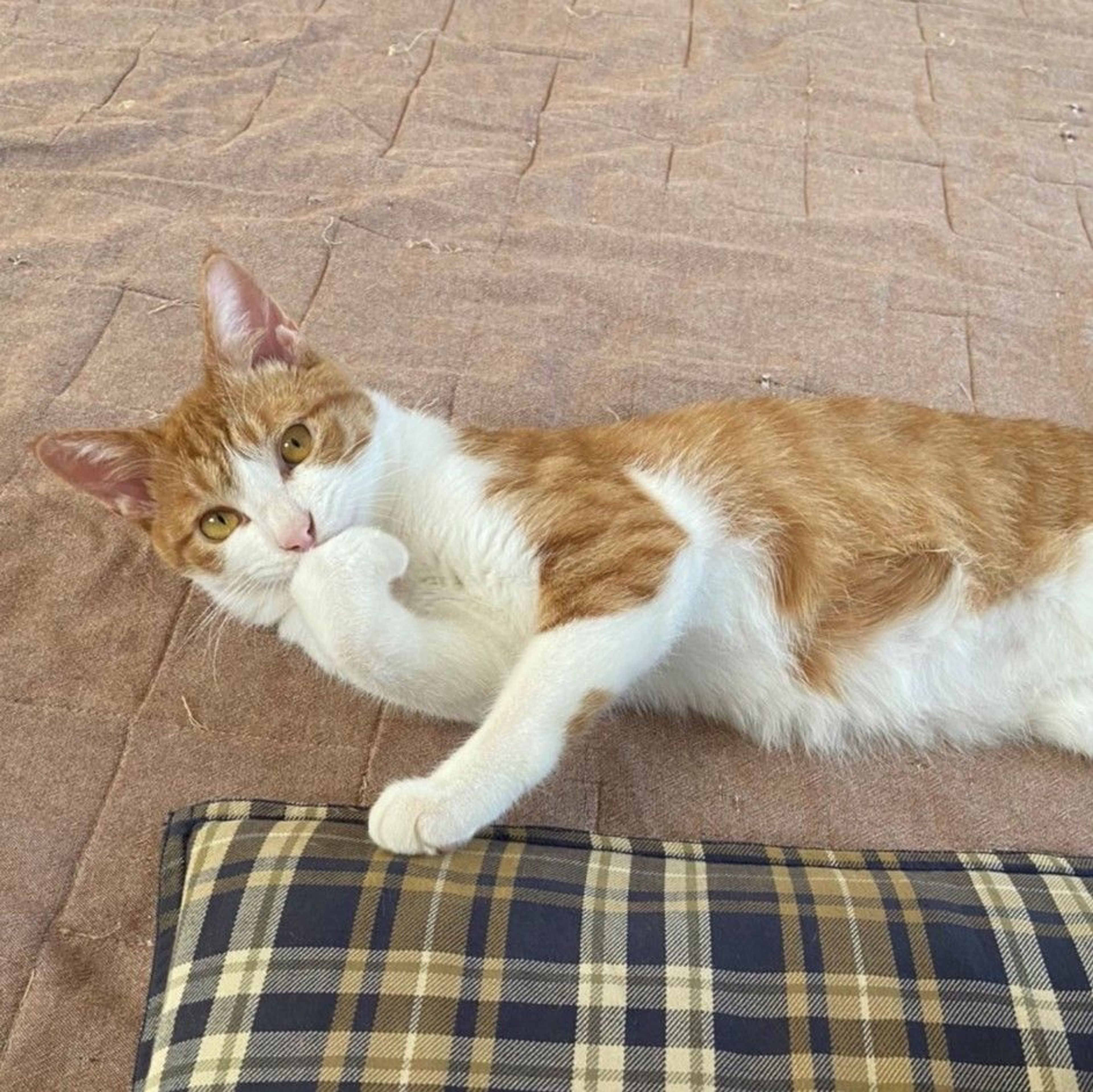 pet-image-5