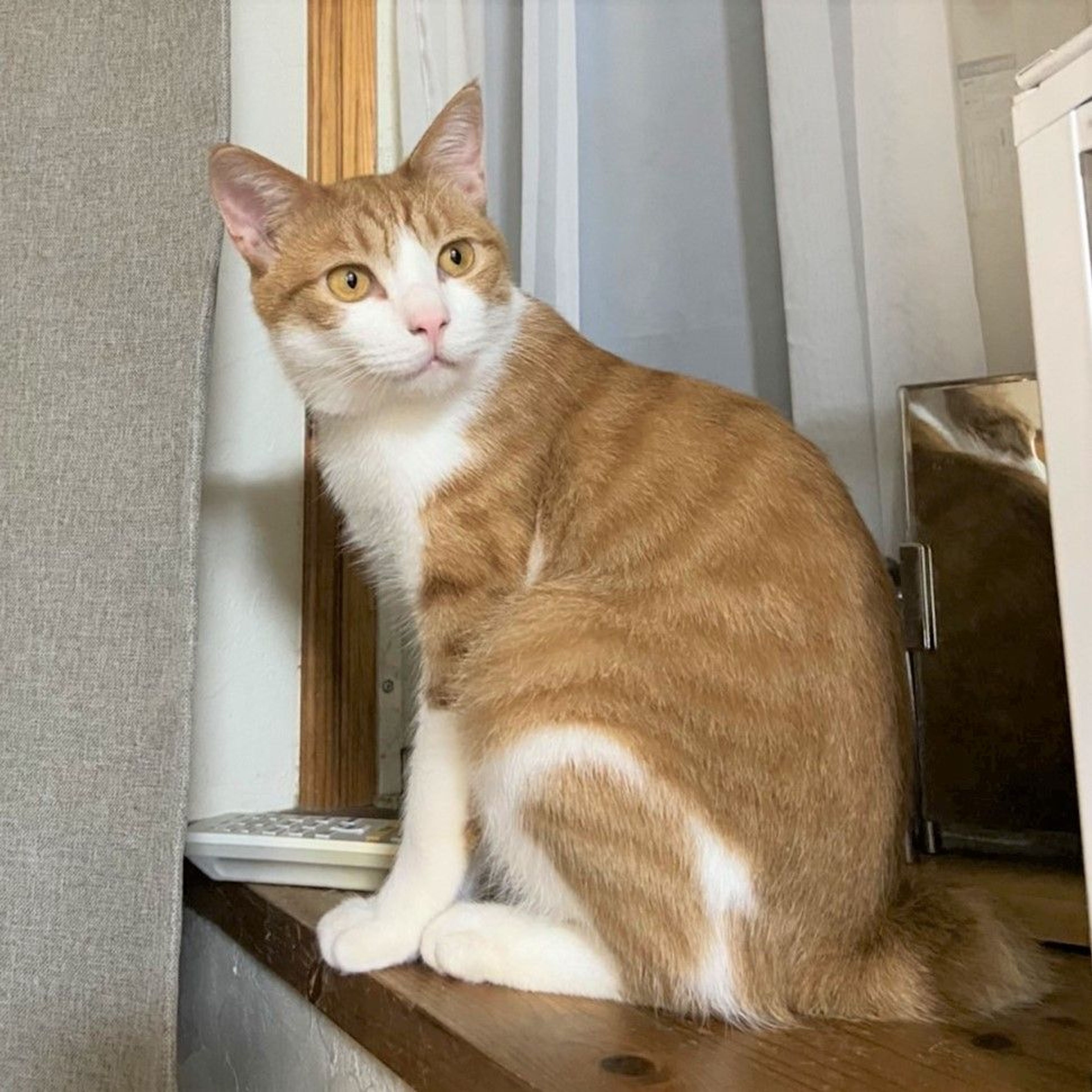 pet-image-6