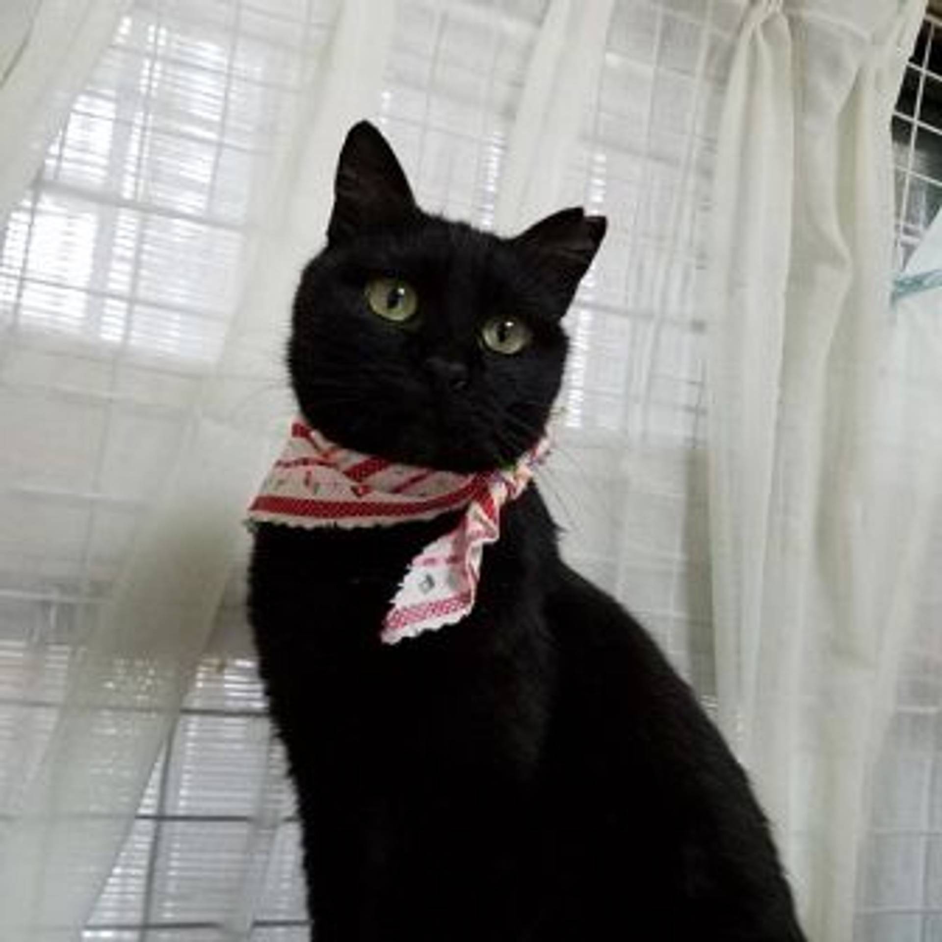 雑種（ミックス猫）・メスの里親募集の写真
