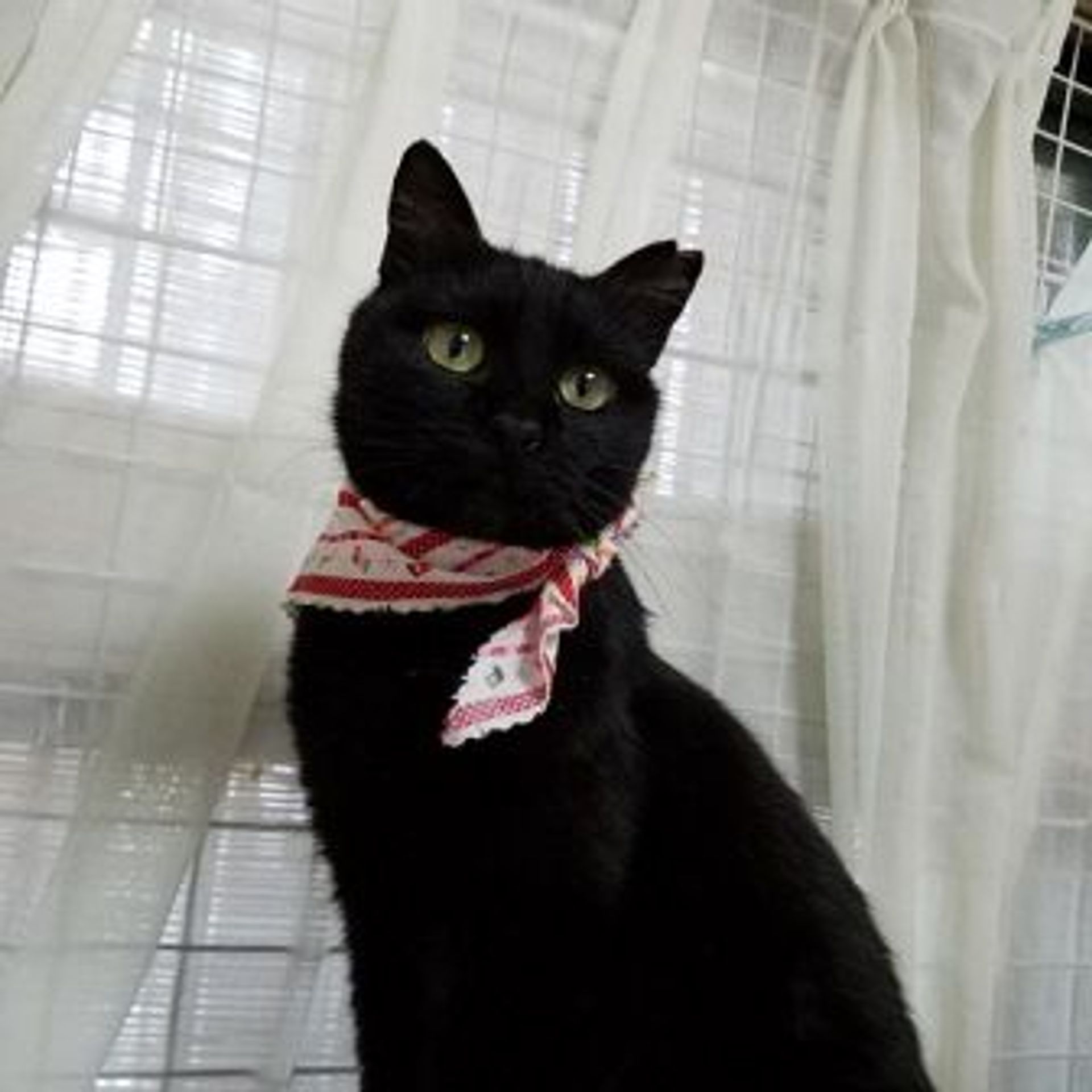 雑種（ミックス猫）・メスの里親募集の写真