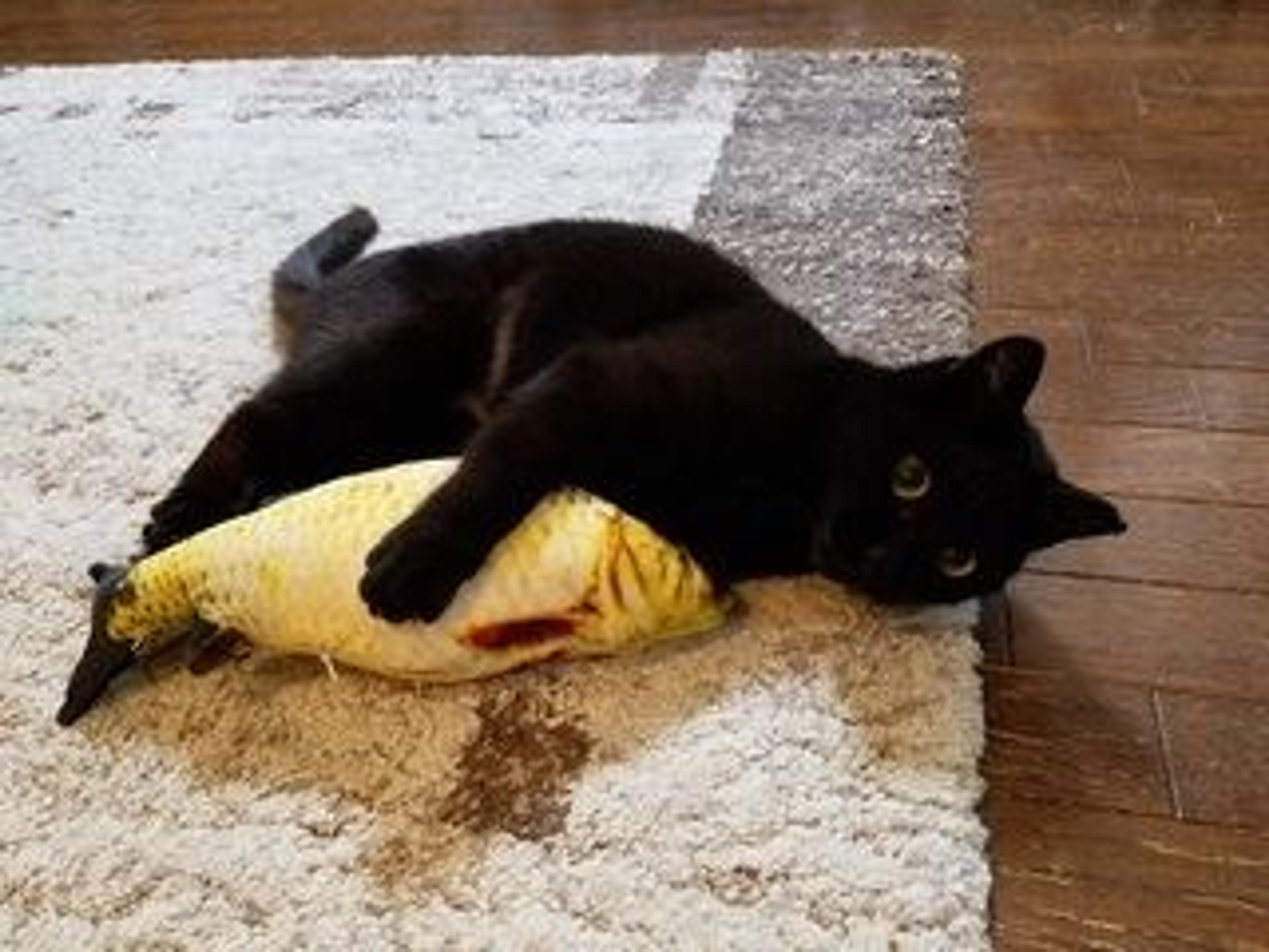 pet-image-2