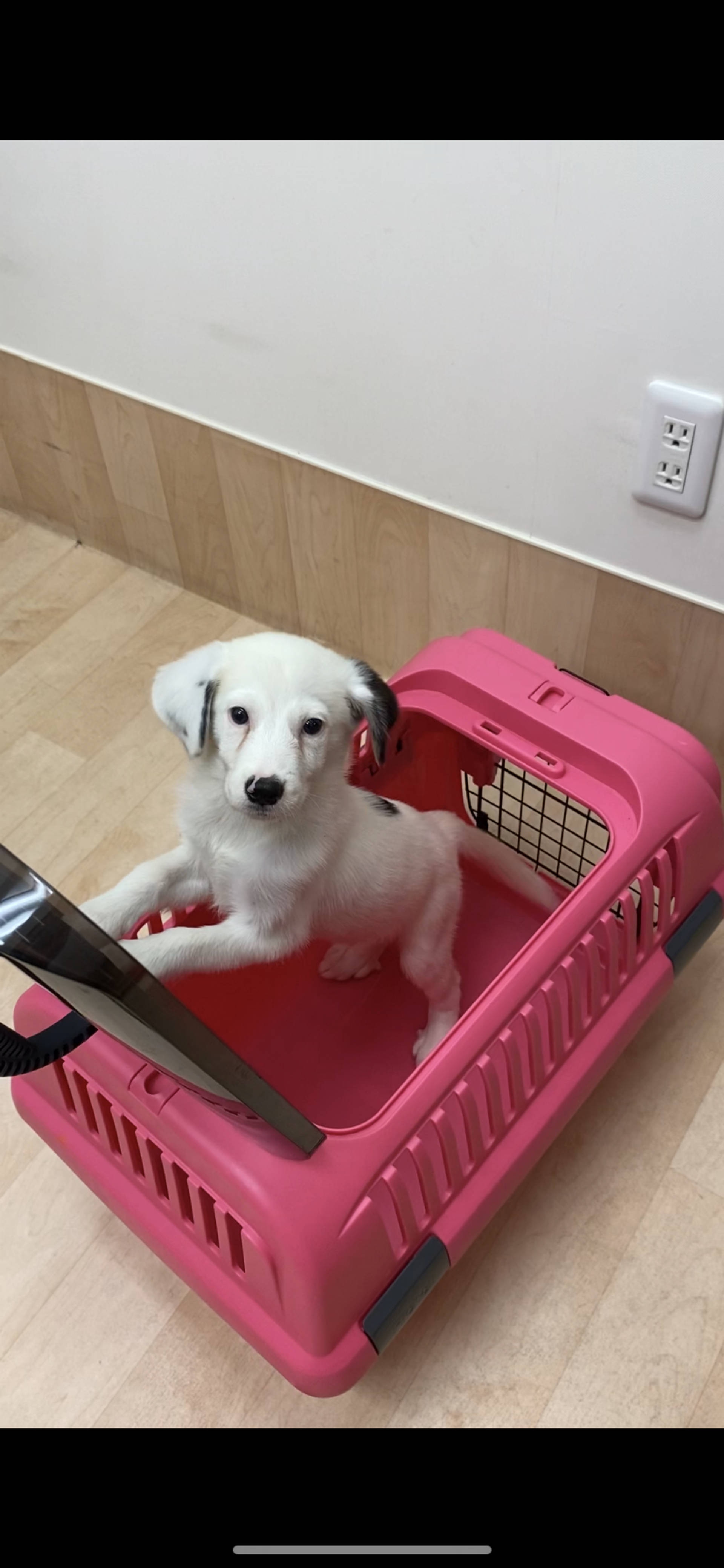 雑種（ミックス犬）・オスの里親募集の写真