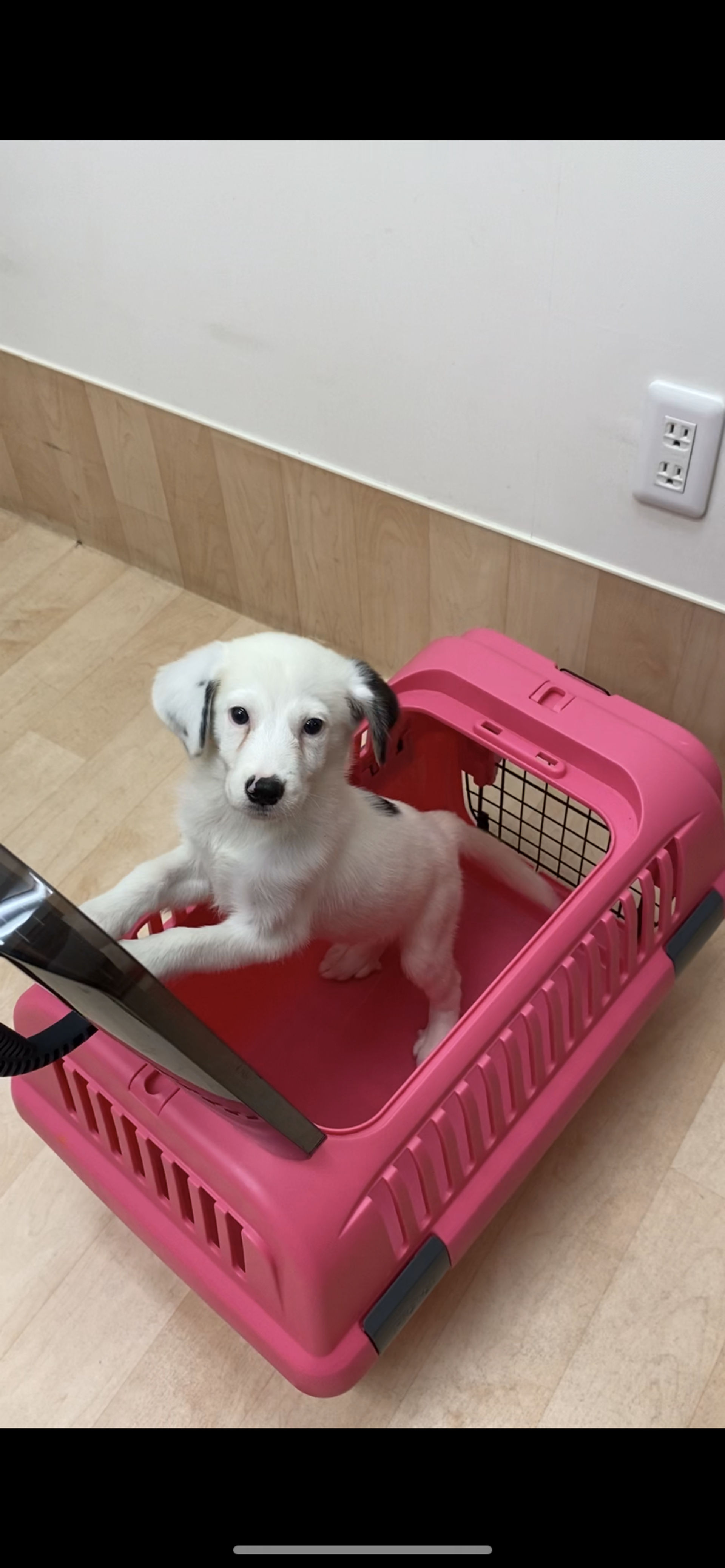 雑種（ミックス犬）・オスの里親募集の写真