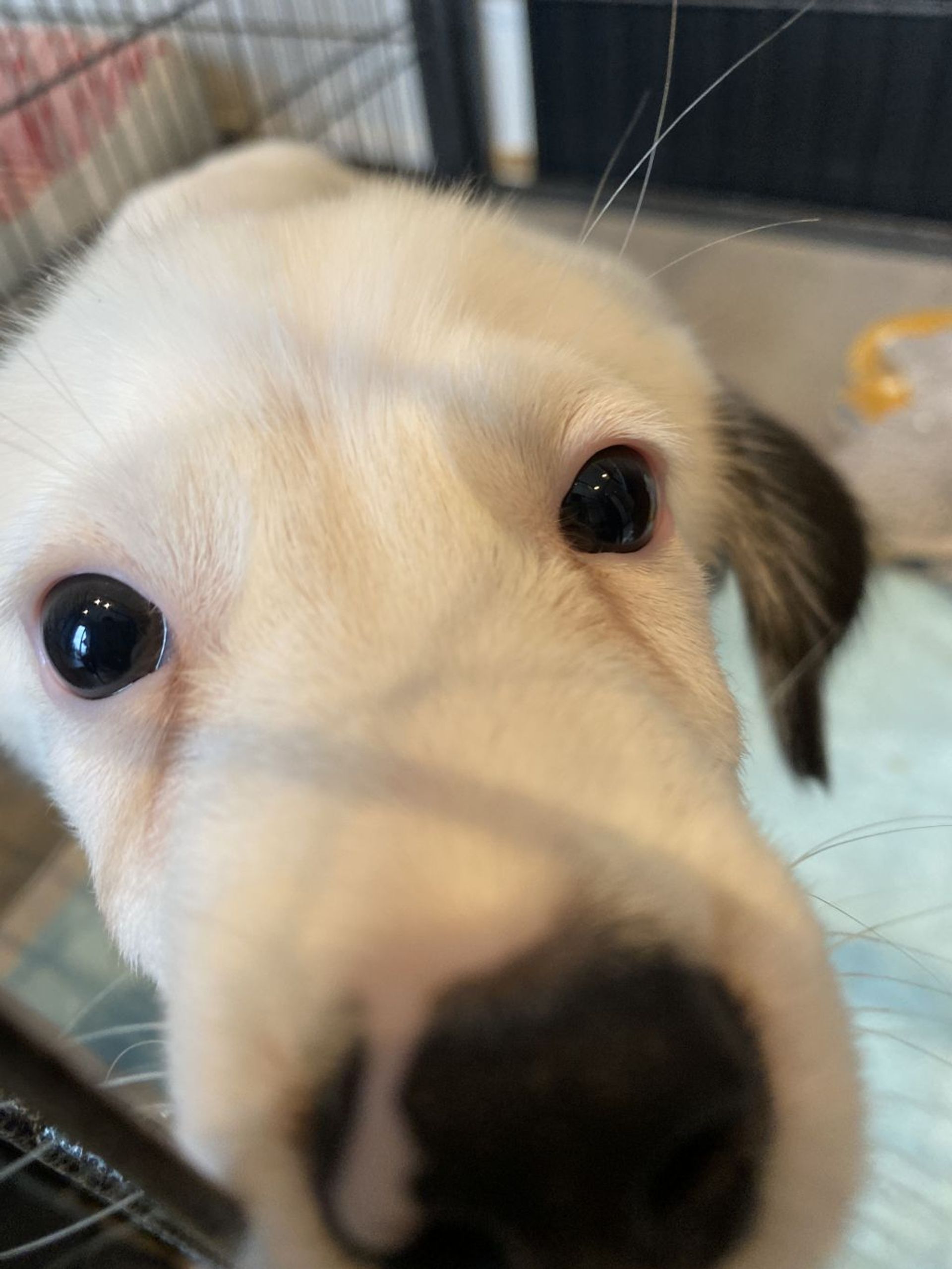 雑種（ミックス犬）・オスの里親募集の写真