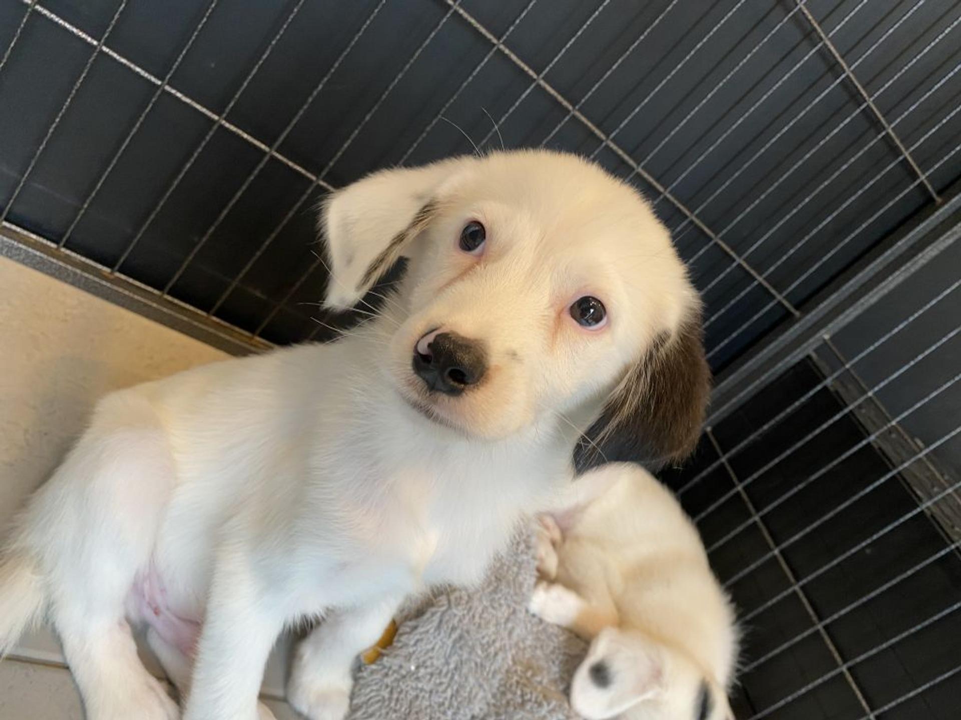 pet-image-3