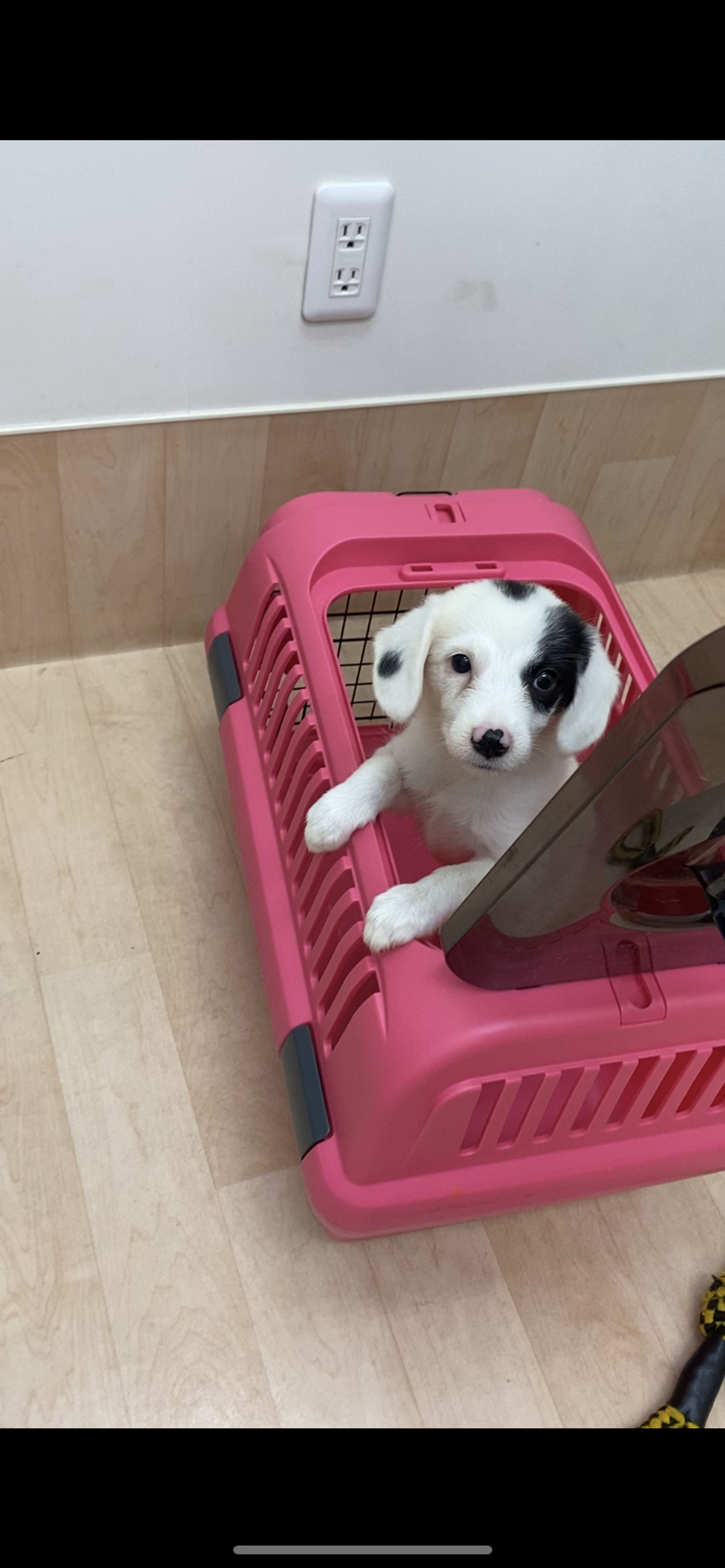 雑種（ミックス犬）・メスの里親募集の写真