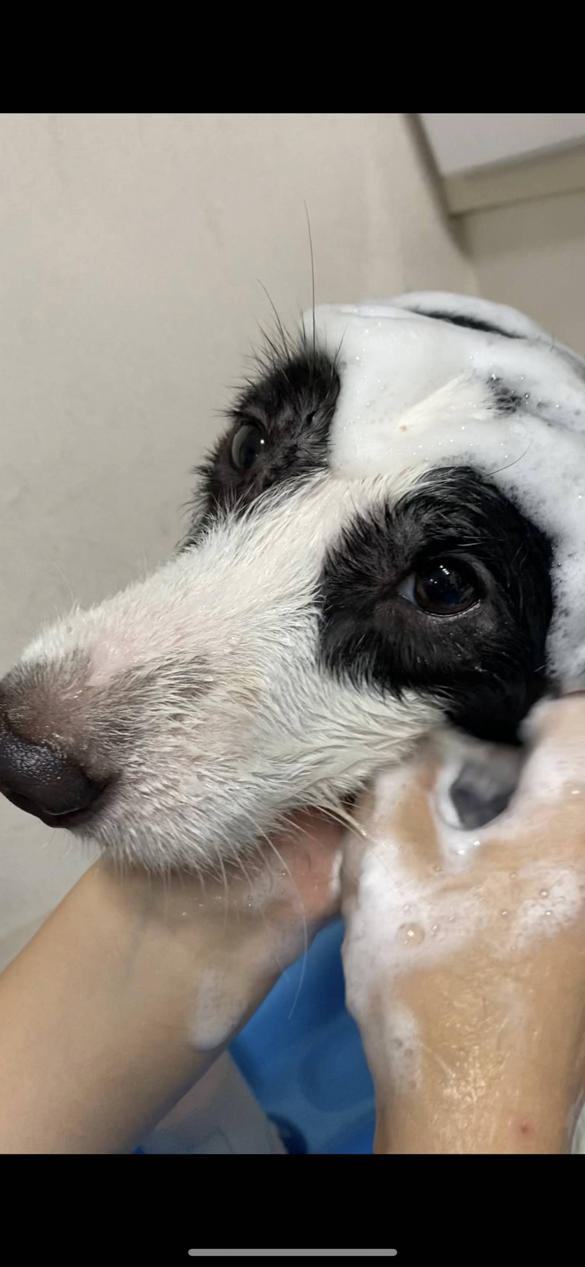 雑種（ミックス犬）・オスの里親募集の写真
