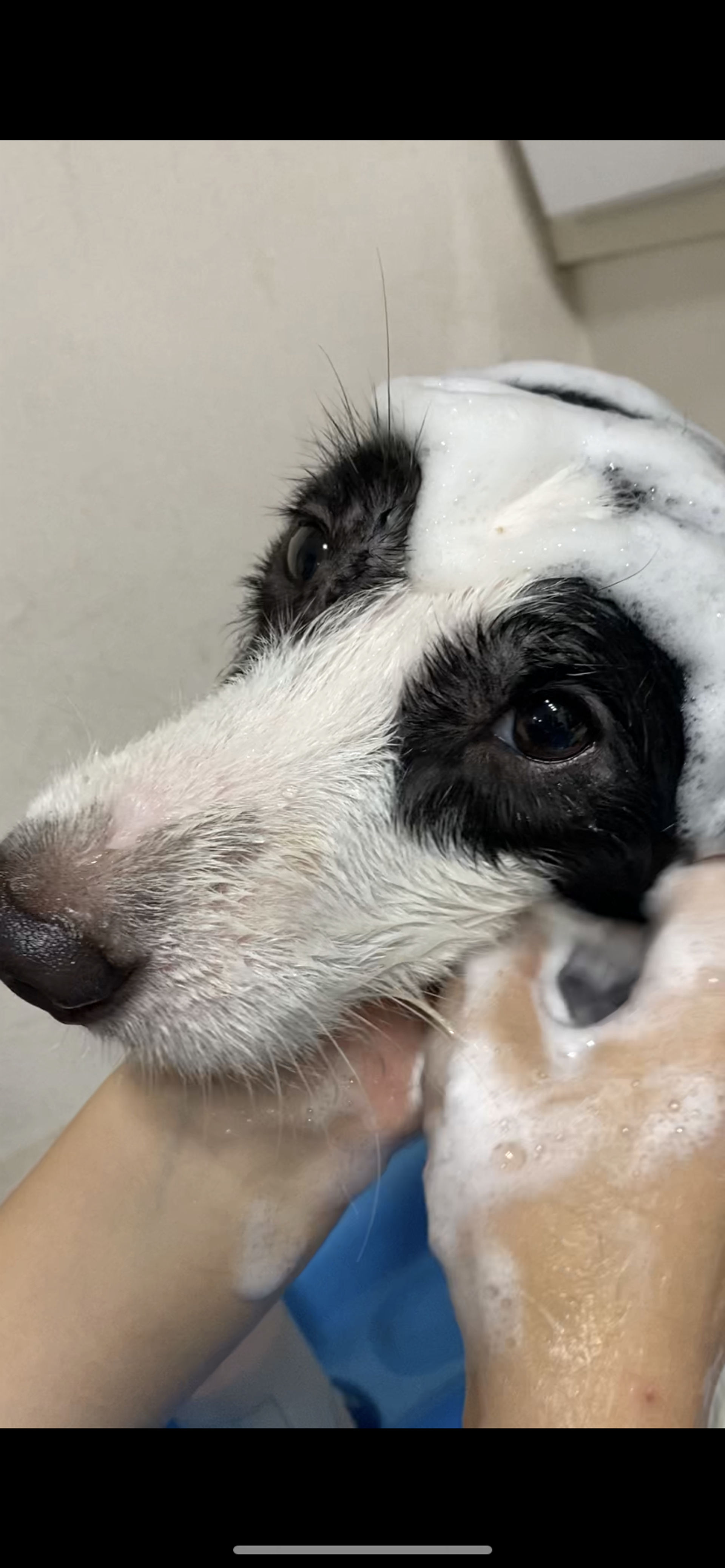 雑種（ミックス犬）・オスの里親募集の写真