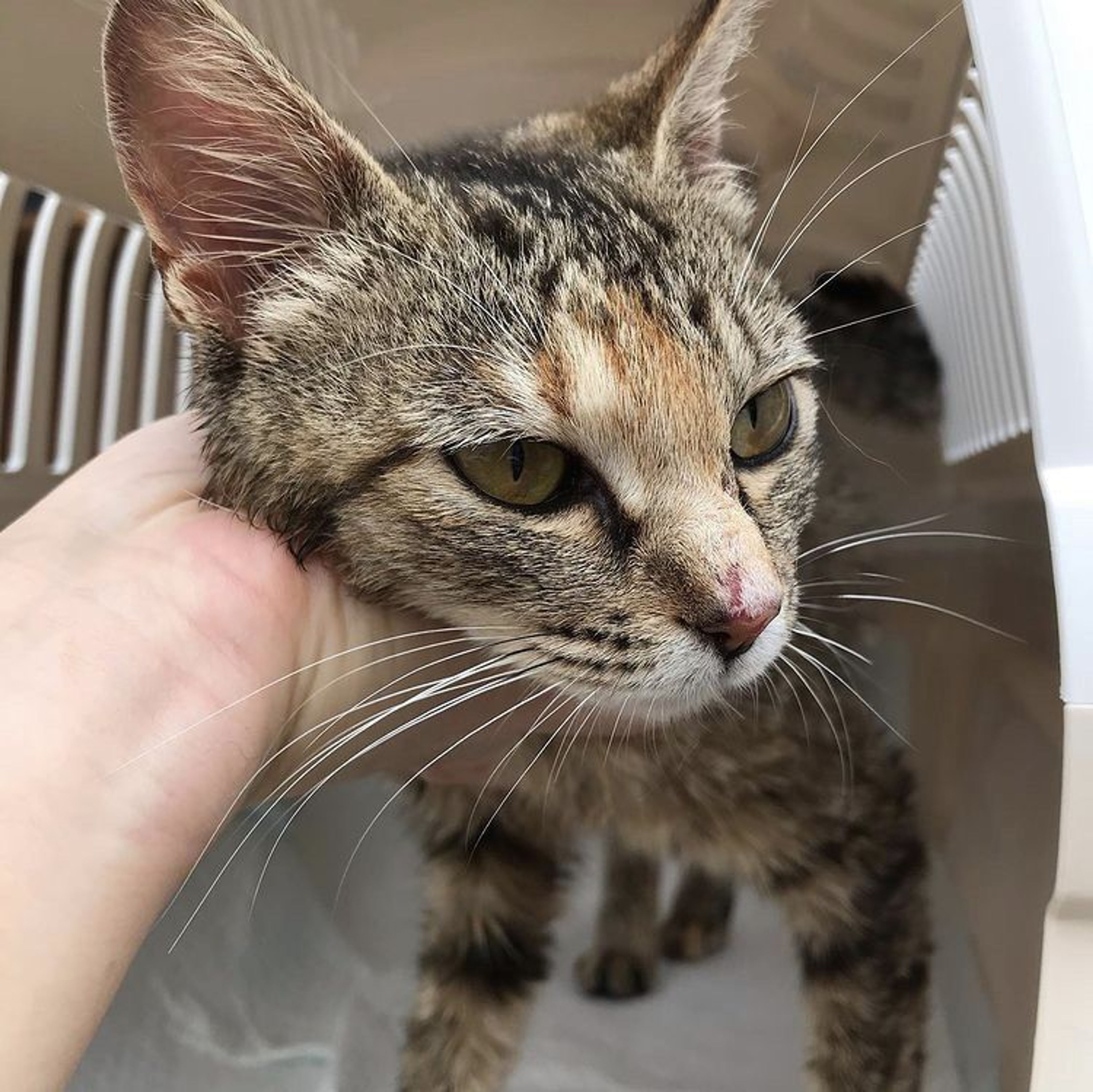 雑種（ミックス猫）・メスの里親募集の写真