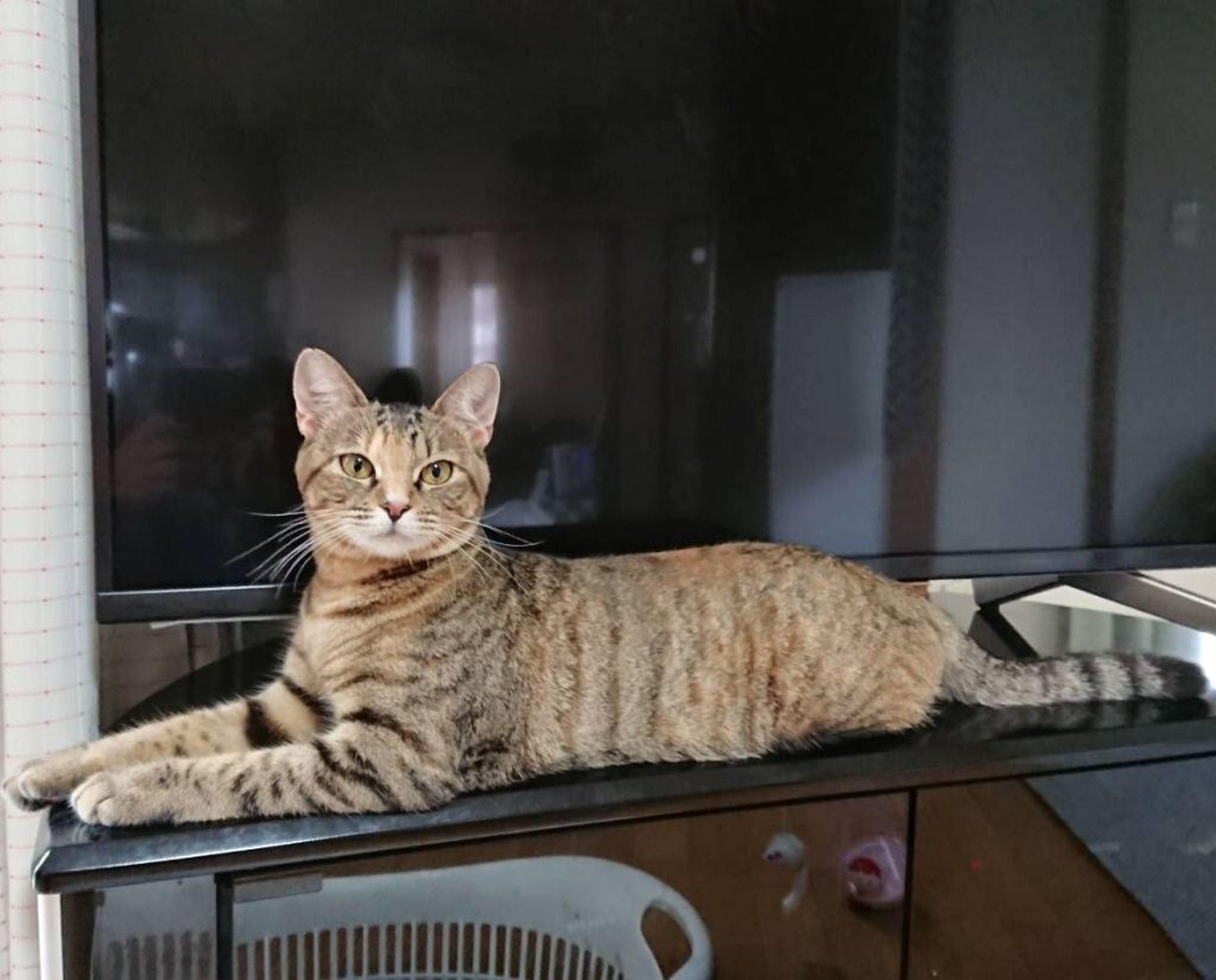 pet-image-3