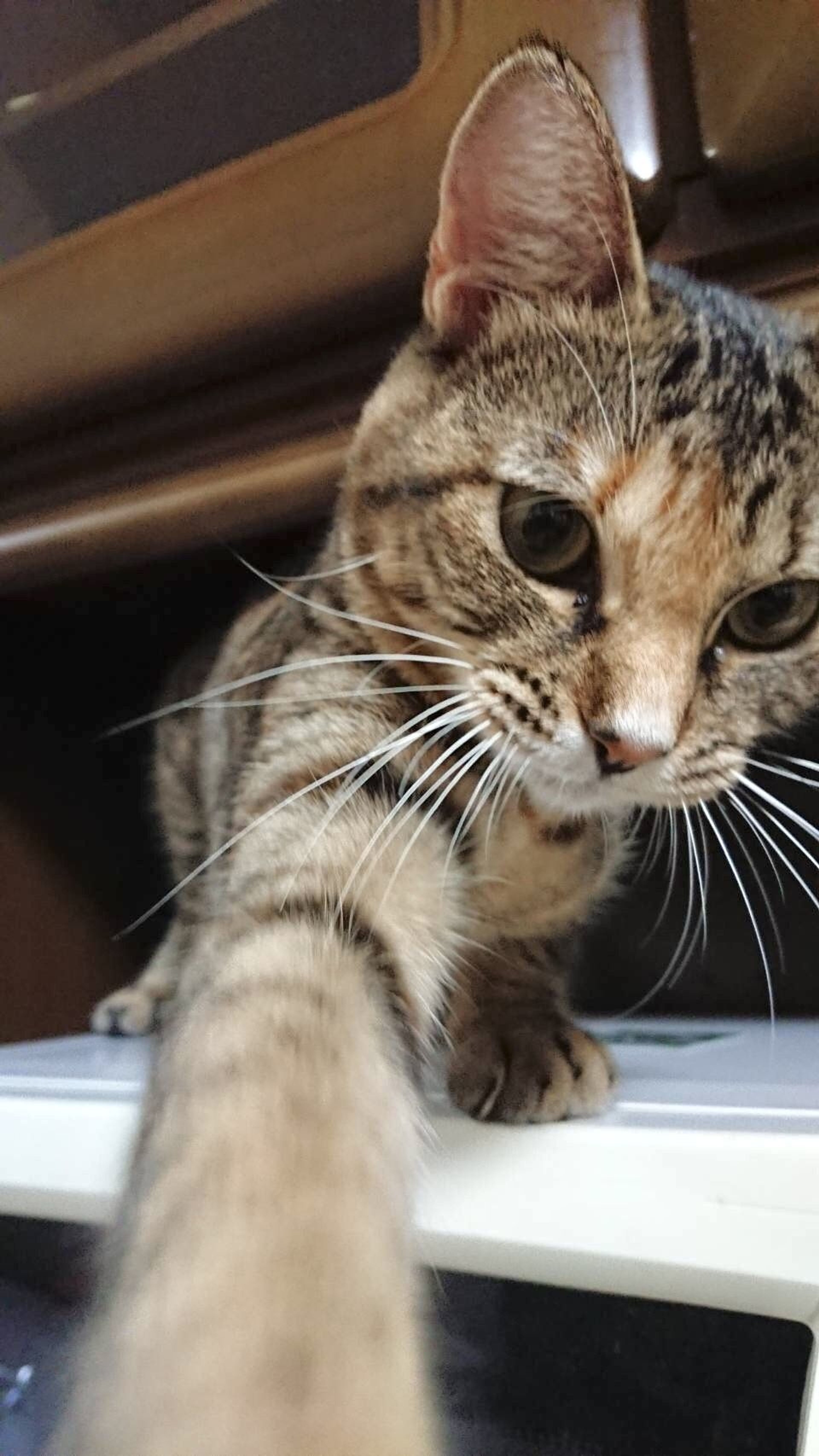pet-image-5