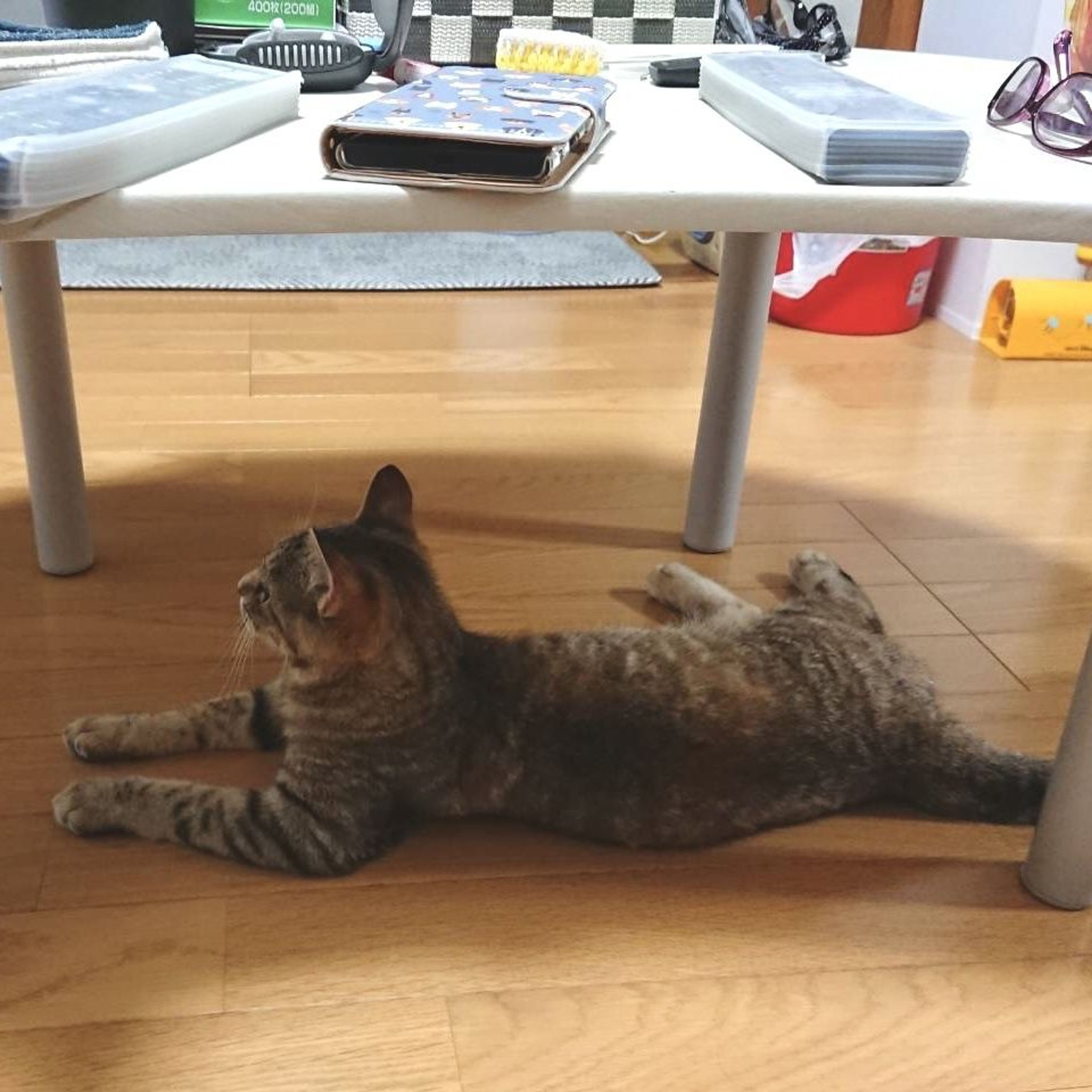 pet-image-8