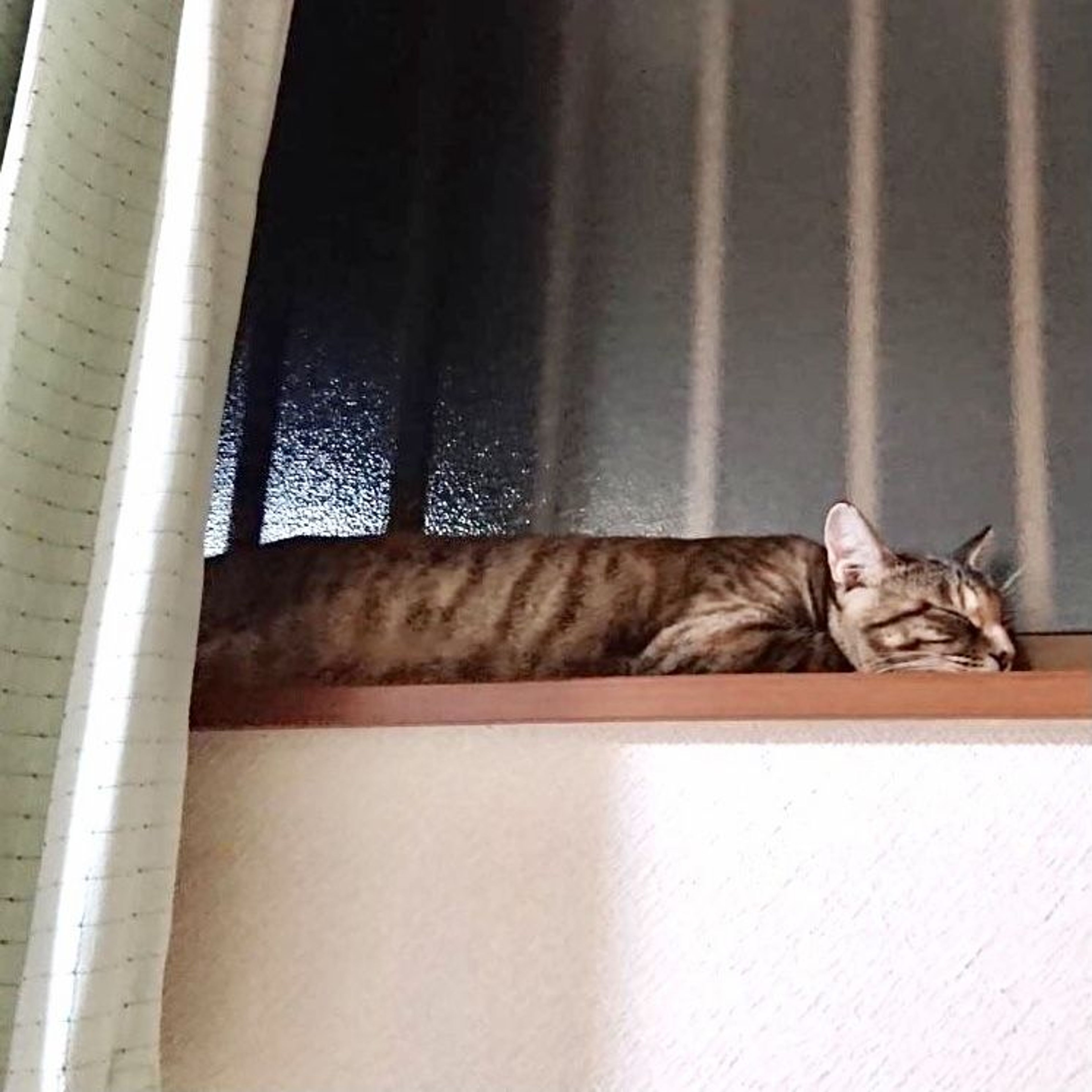 pet-image-9