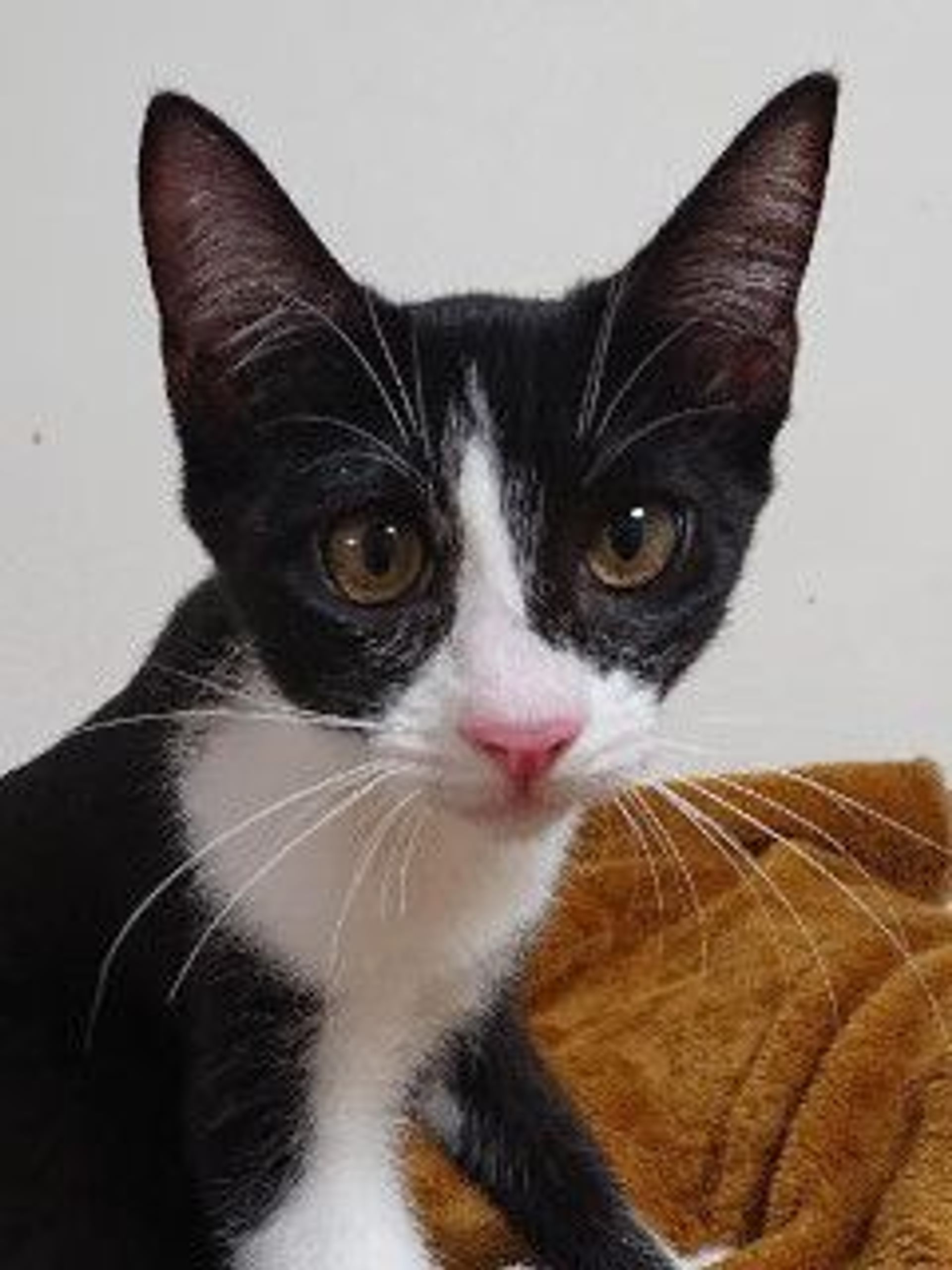 雑種（ミックス猫）・メスの里親募集の写真