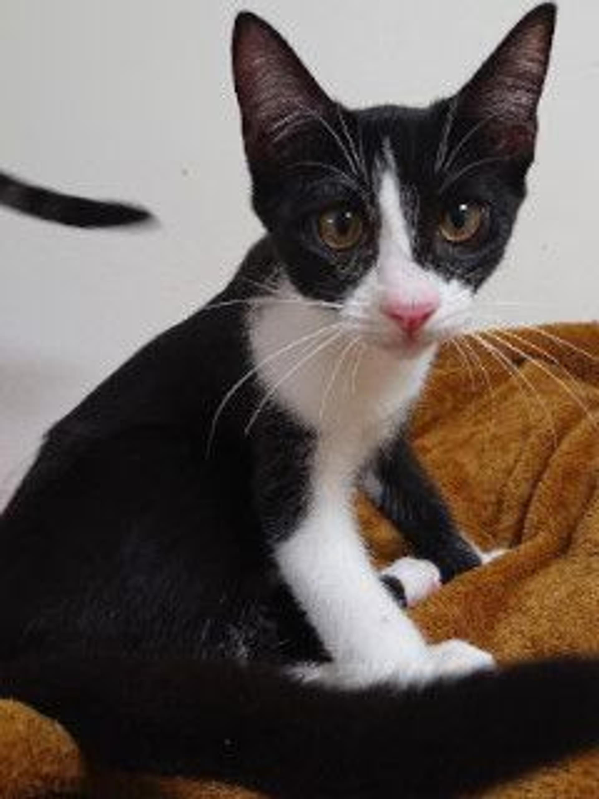 pet-image-2