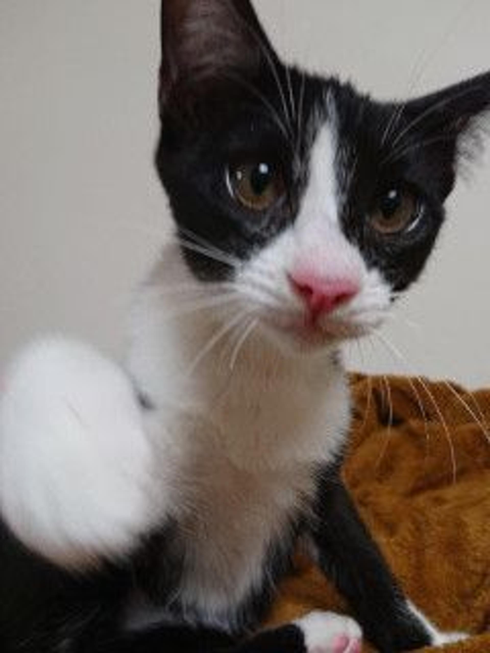 pet-image-3