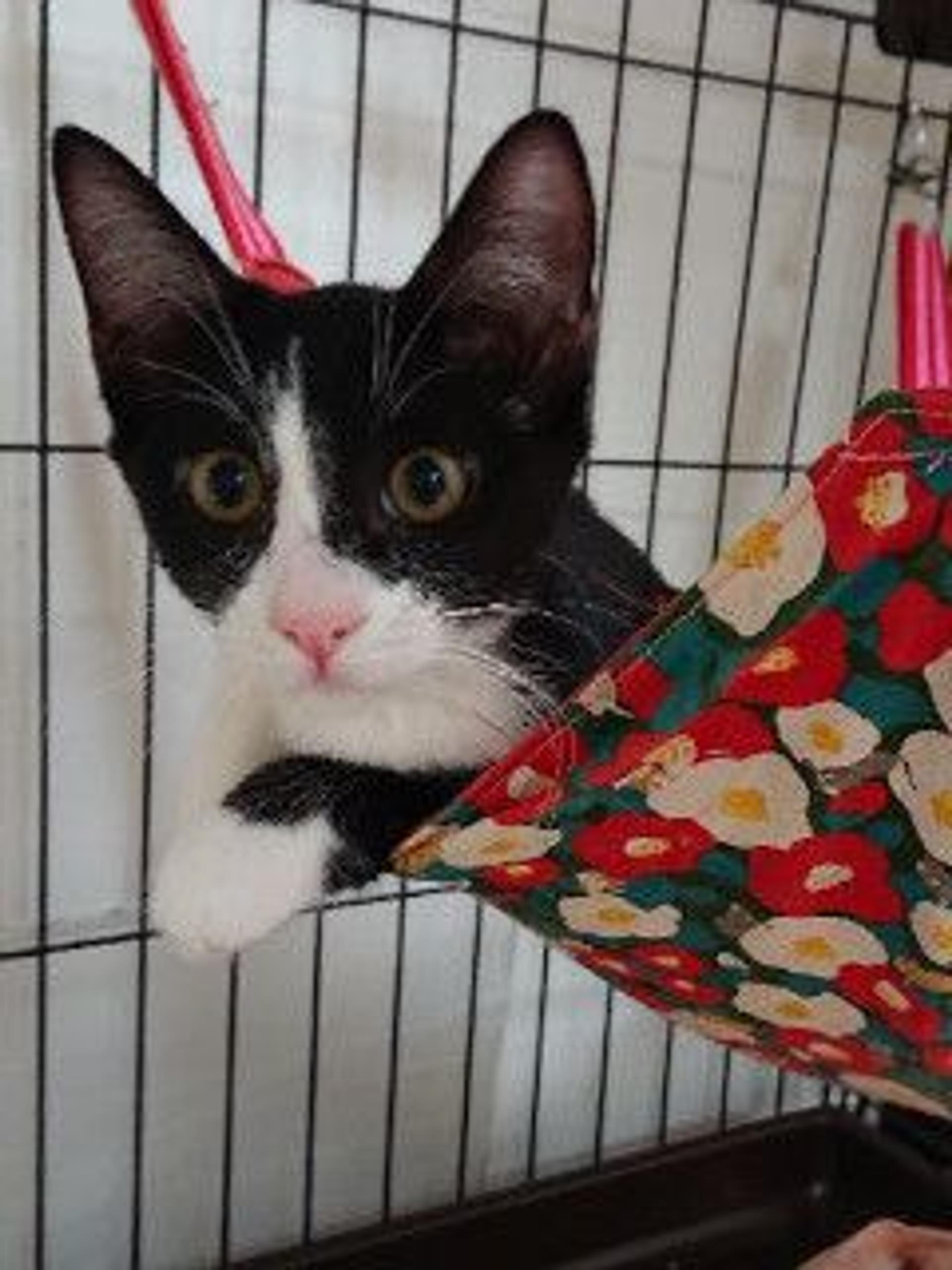 pet-image-4
