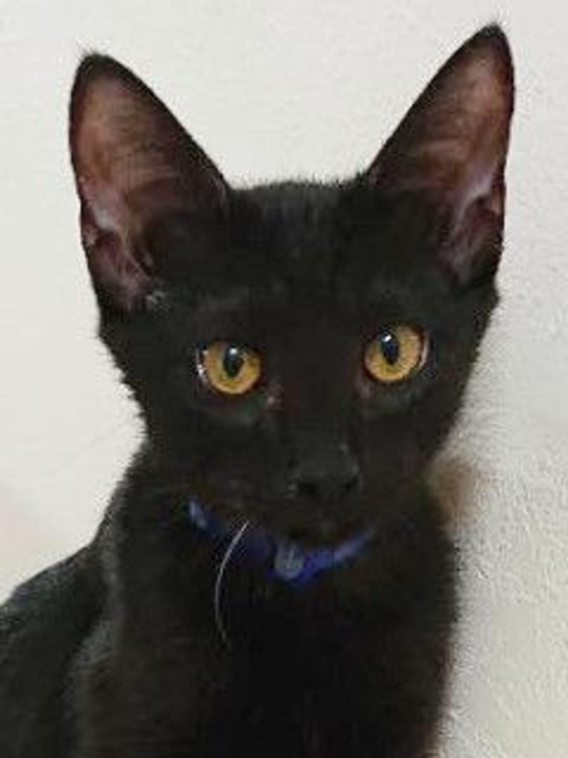 雑種（ミックス猫）・オスの里親募集の写真