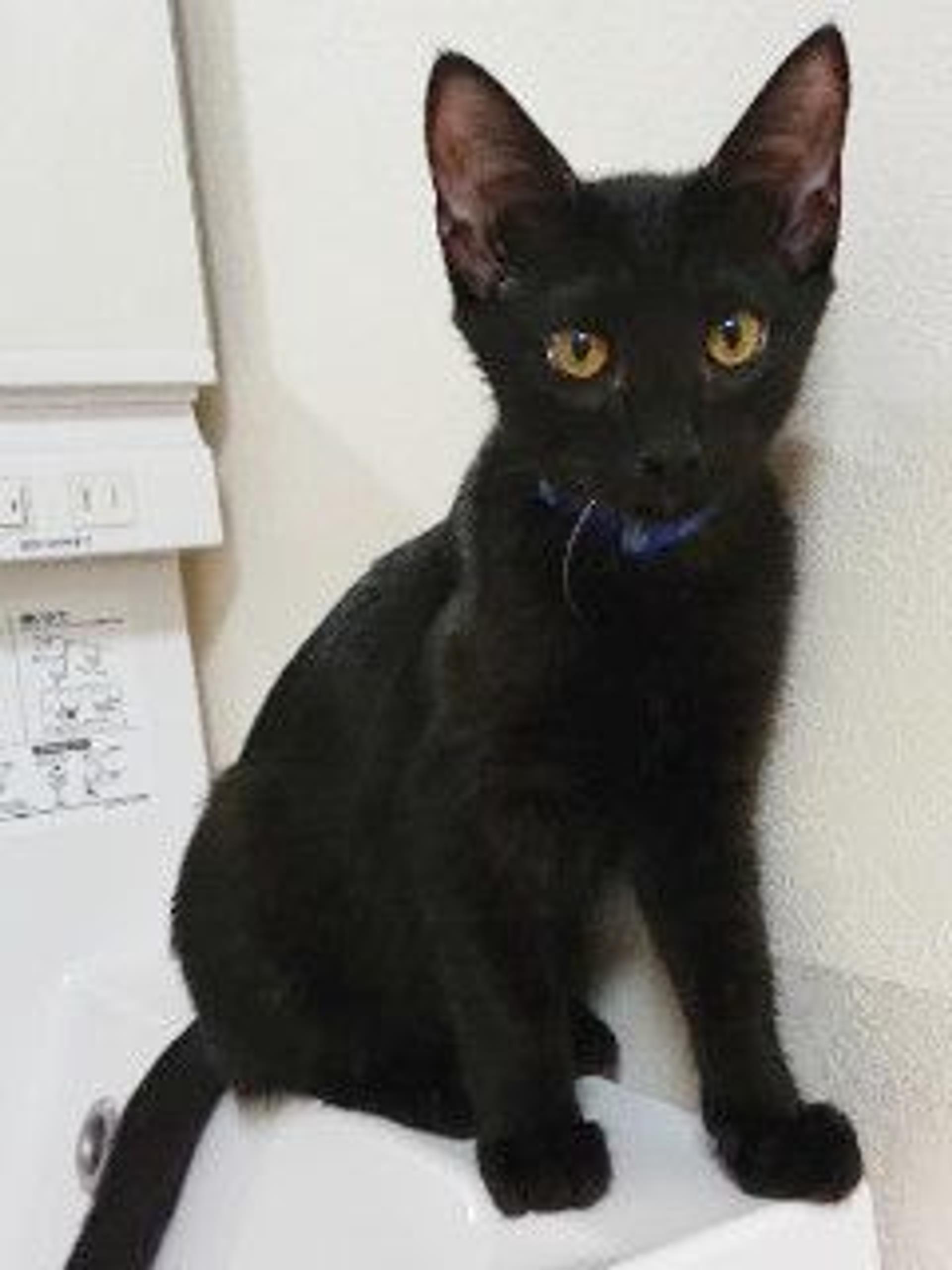 pet-image-2