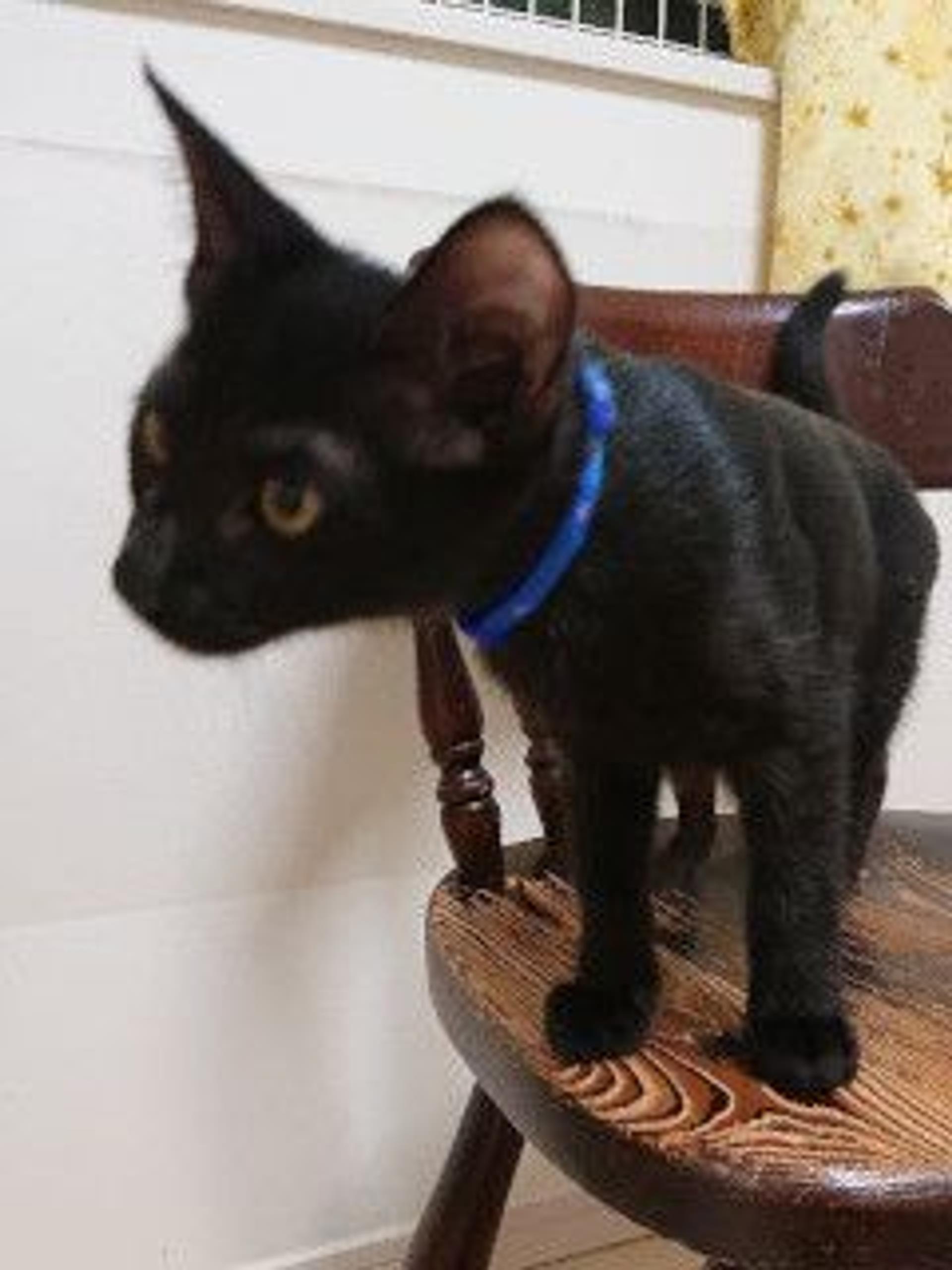 pet-image-3