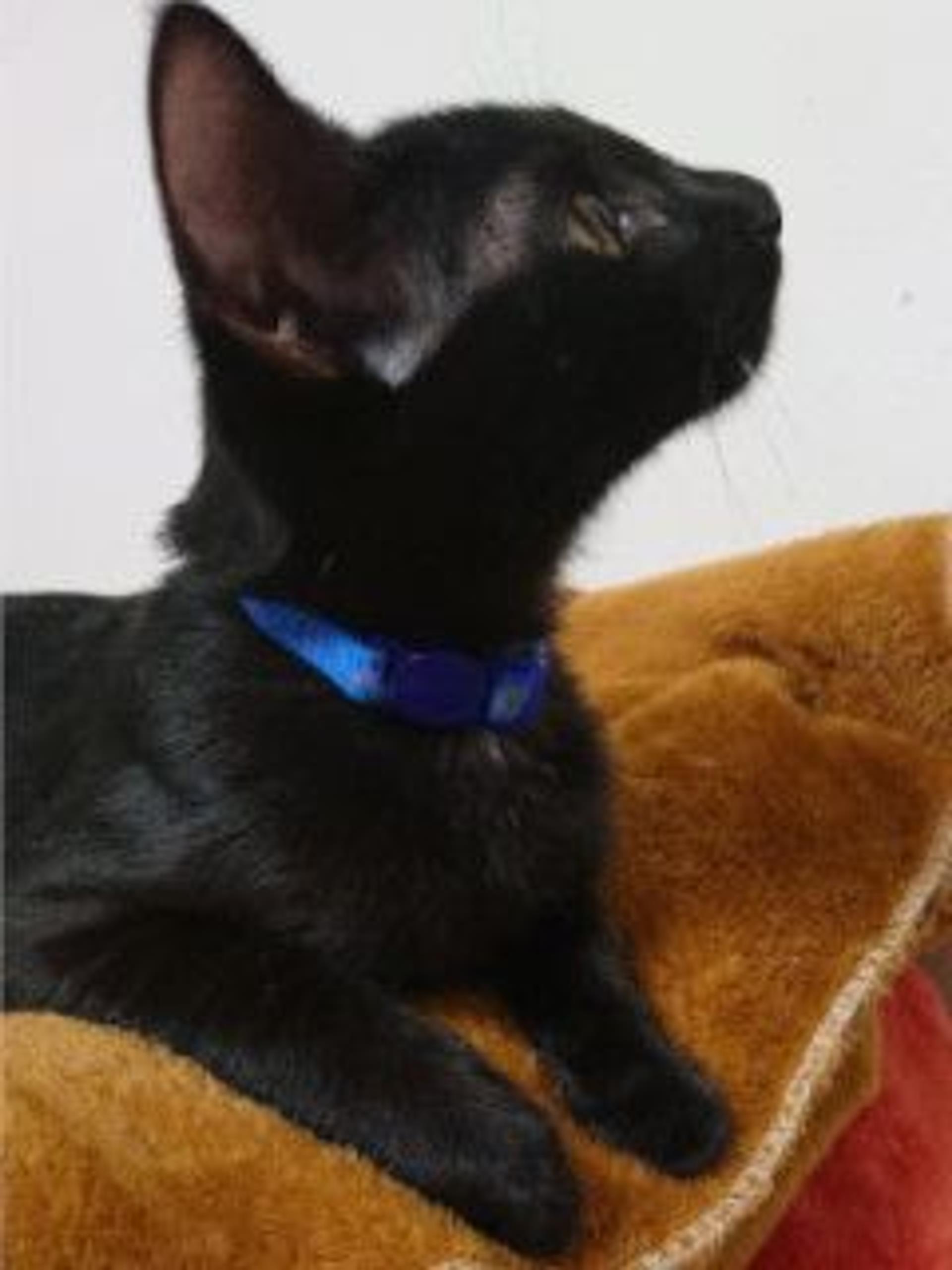 pet-image-4