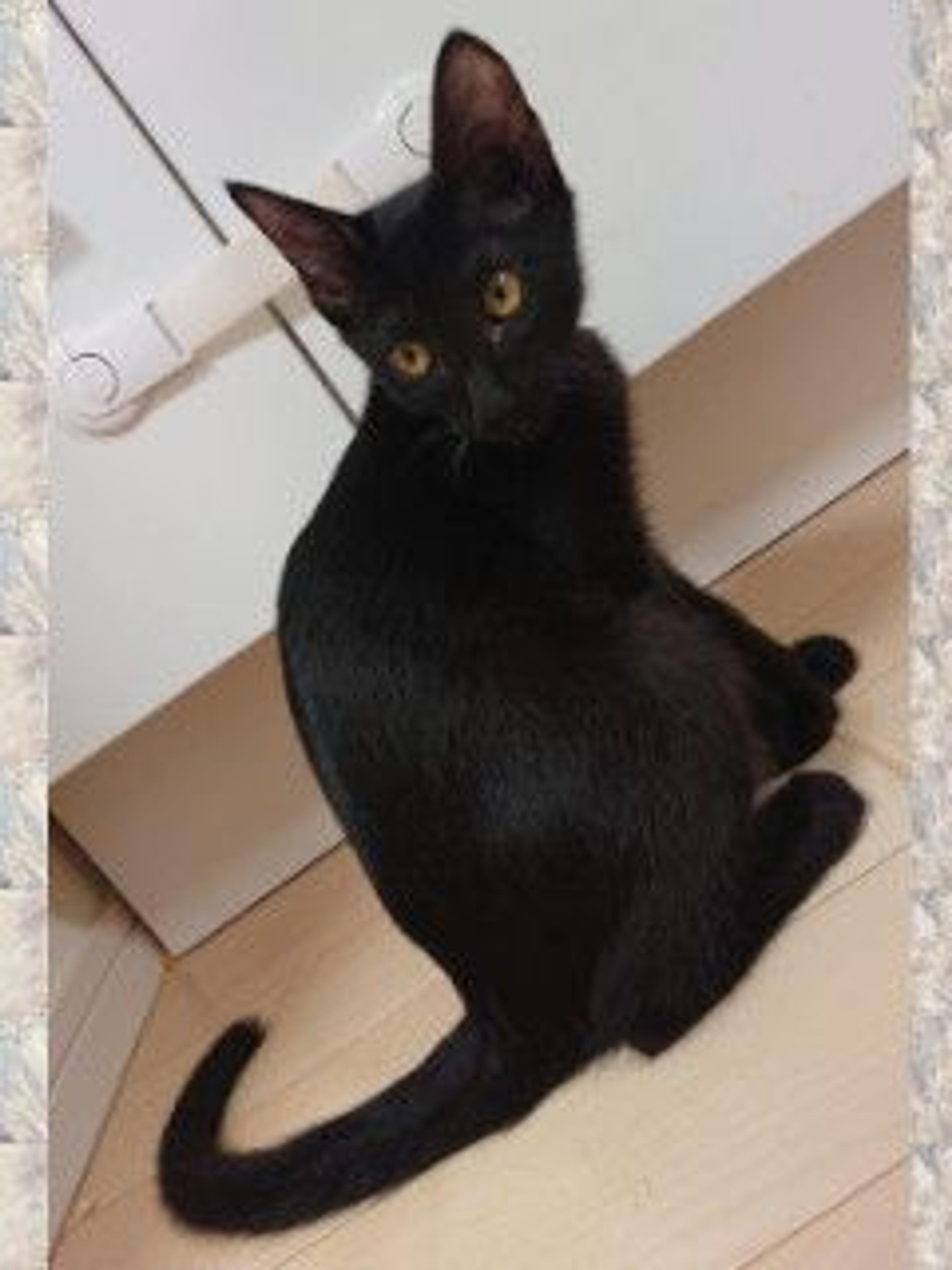 pet-image-5