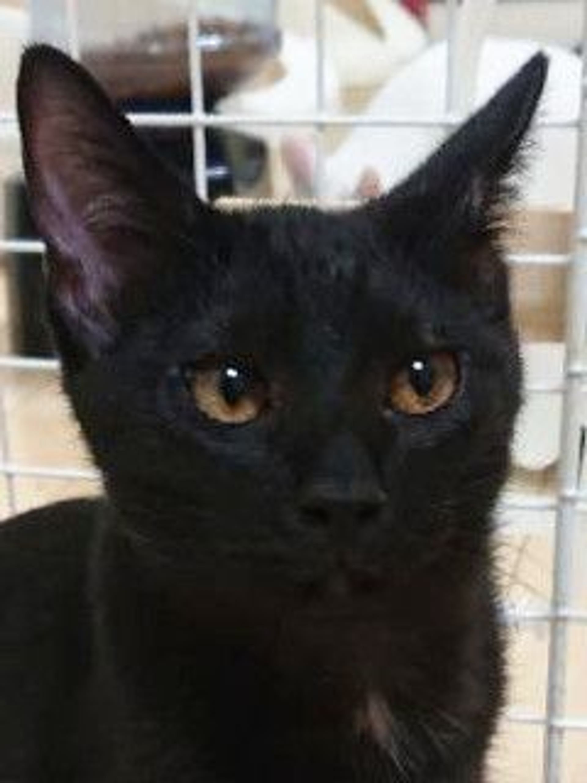 雑種（ミックス猫）・オスの里親募集の写真