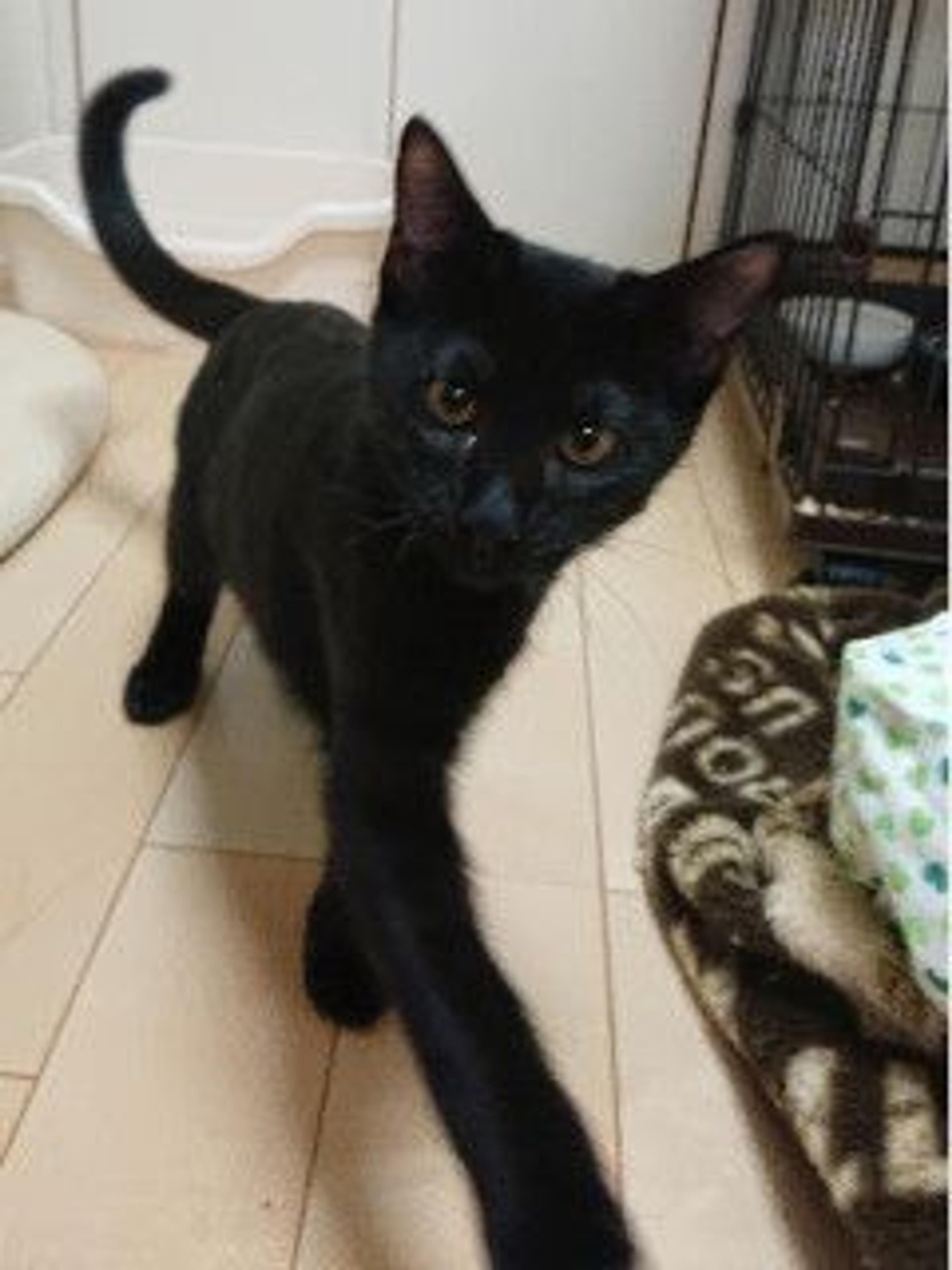 pet-image-3