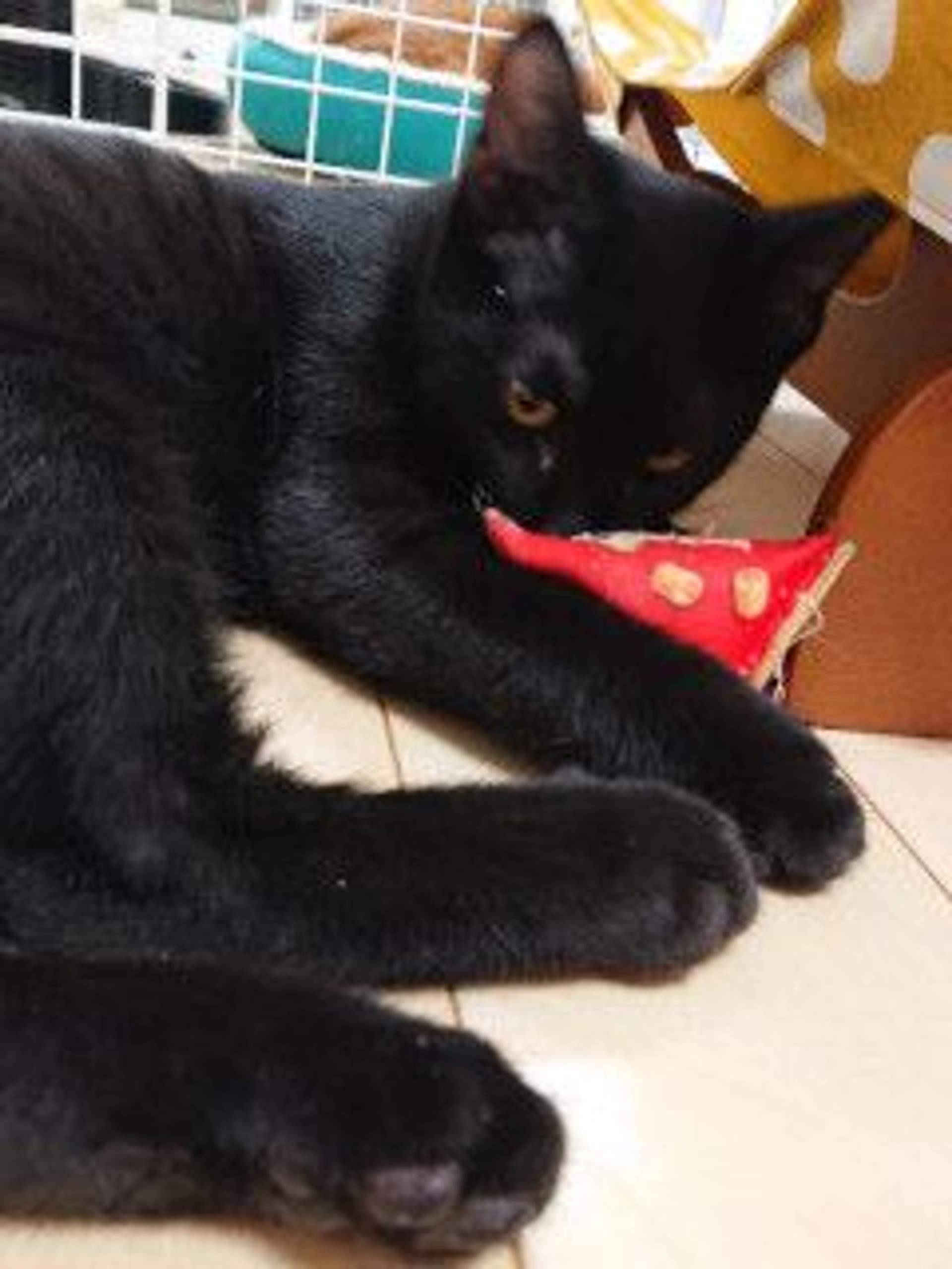 pet-image-4
