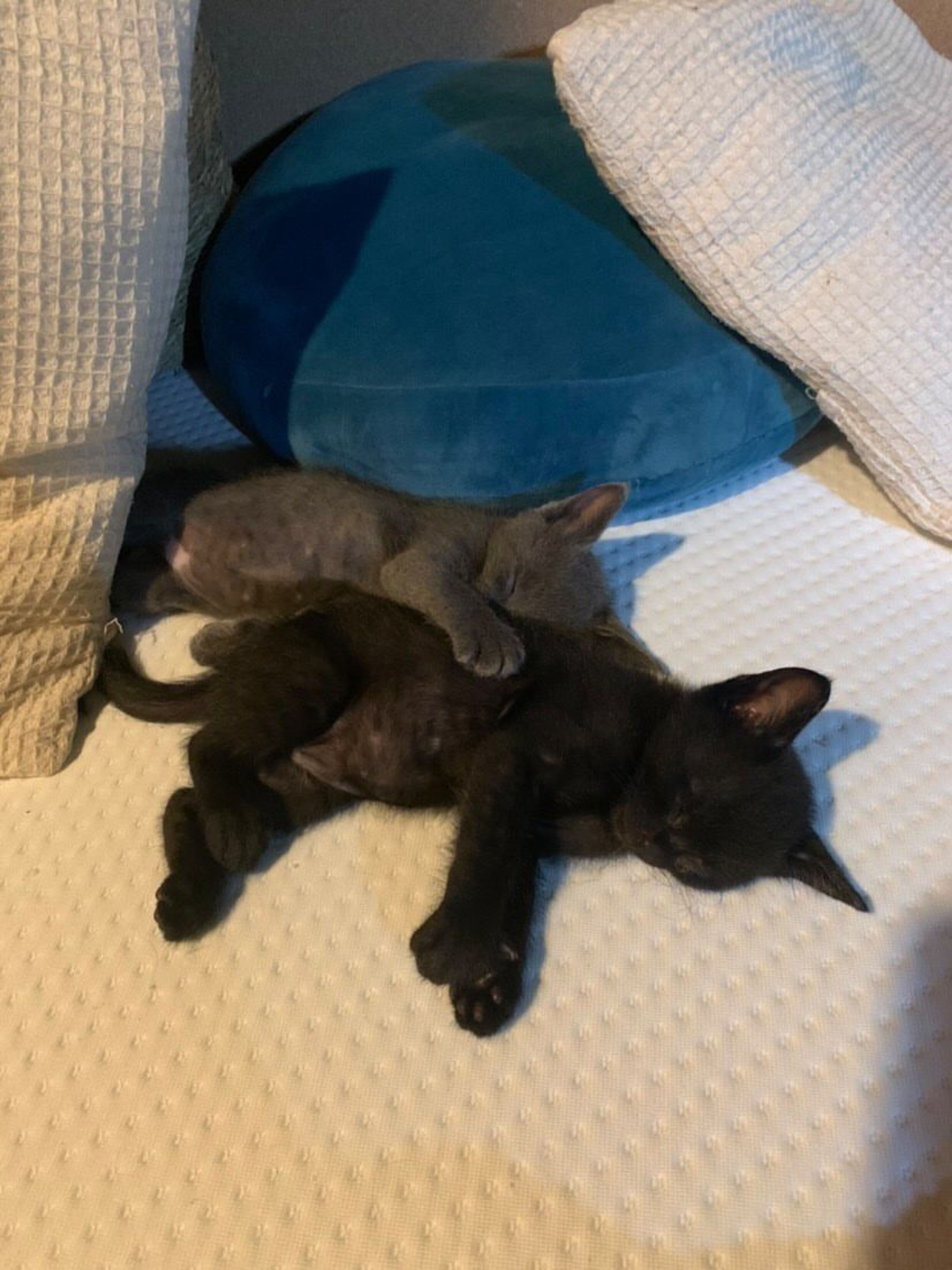 pet-image-3