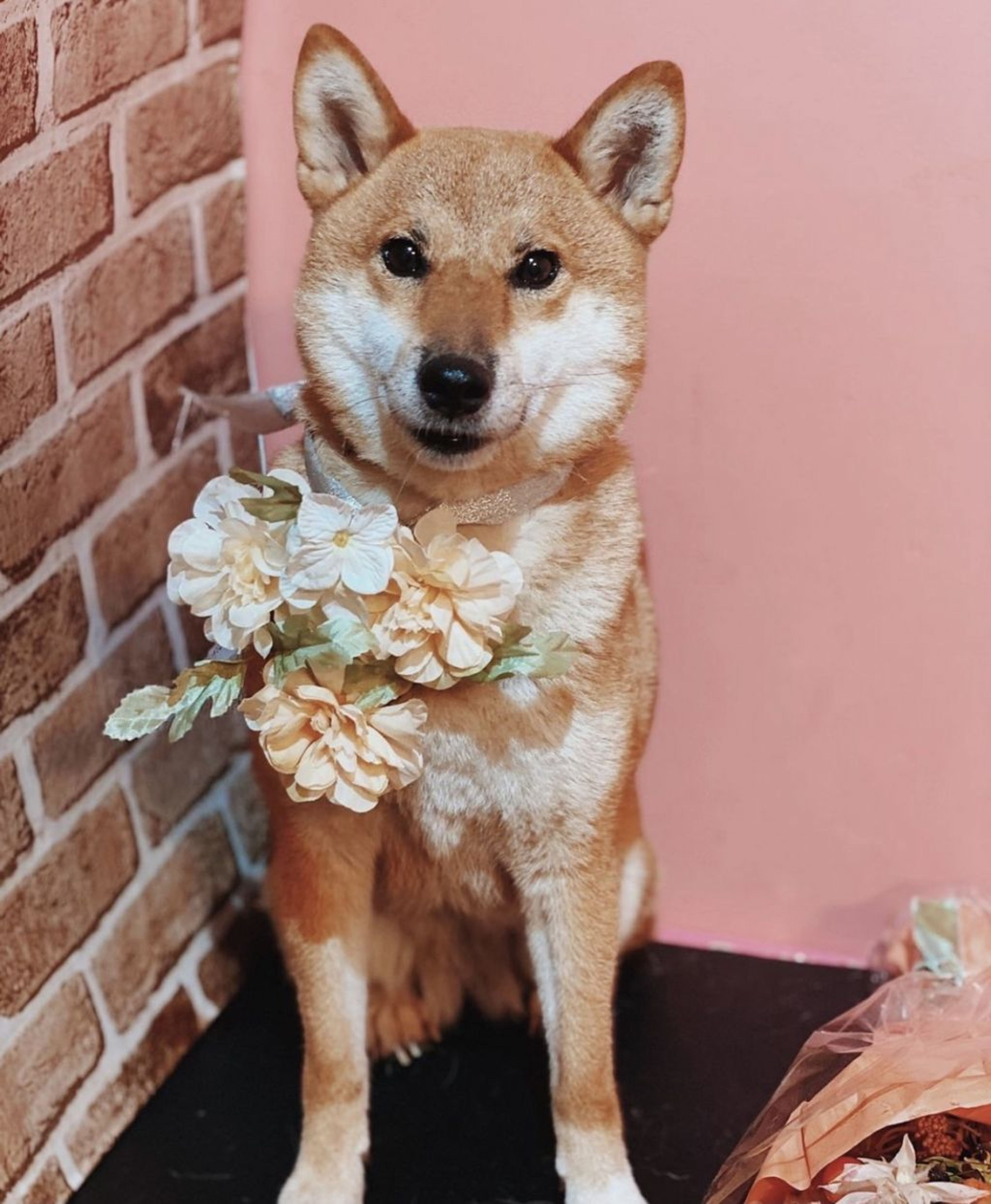 柴犬・メスの里親募集の写真