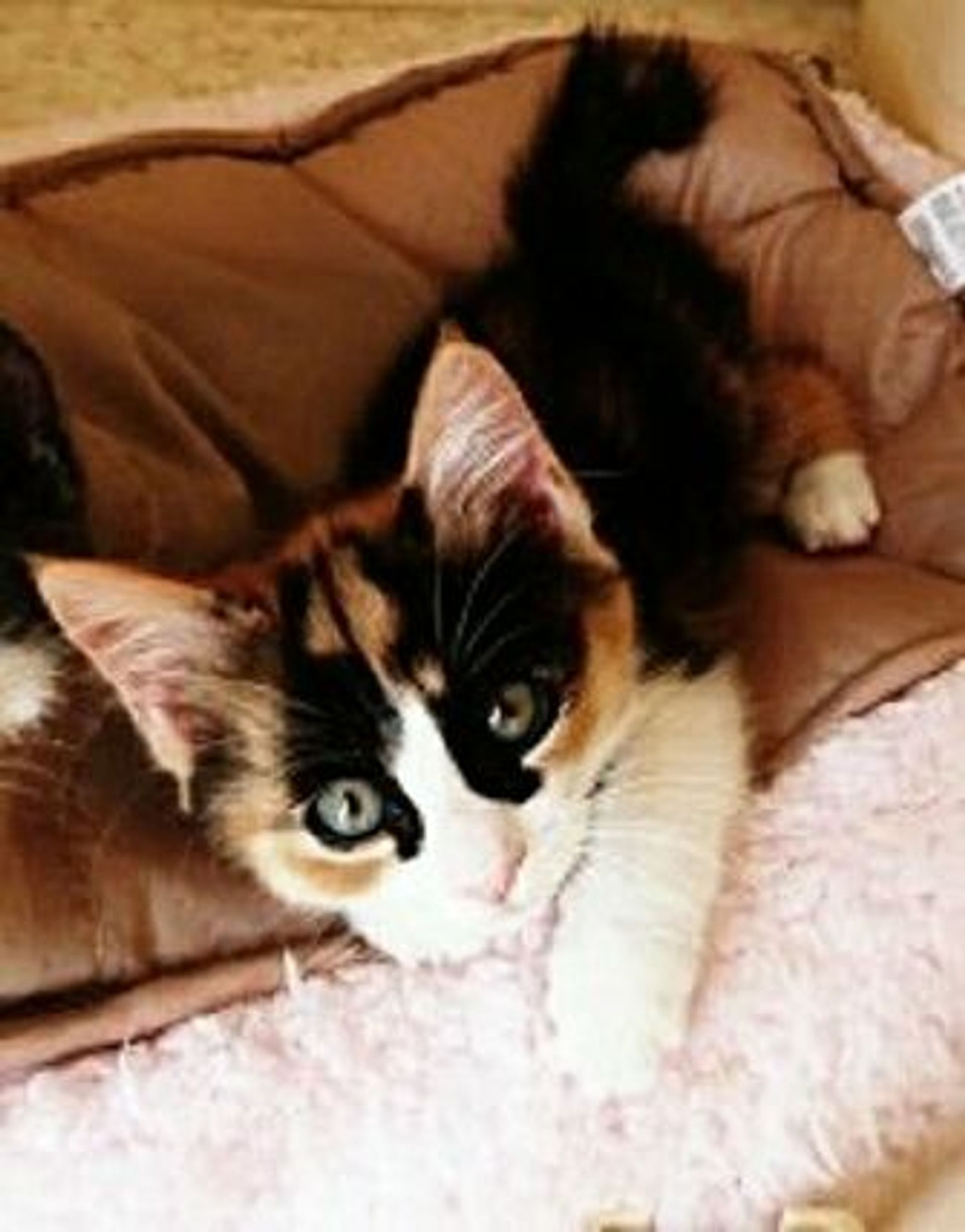 雑種（ミックス猫）・メスの里親募集の写真