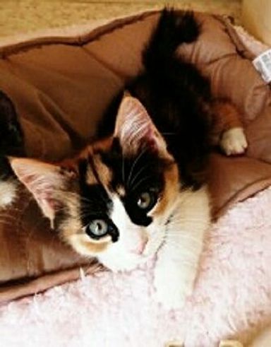 名無しちゃん