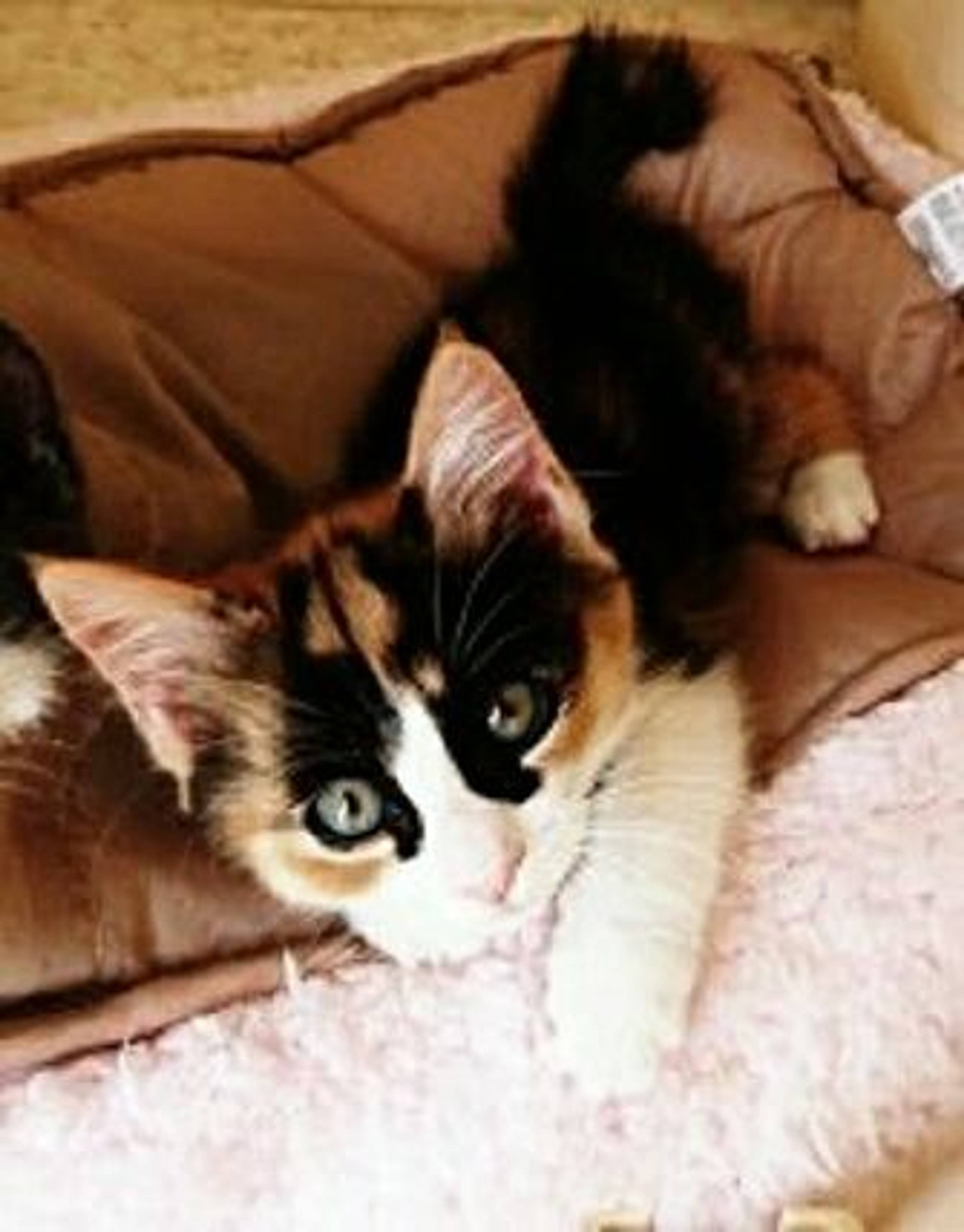 雑種（ミックス猫）・メスの里親募集の写真