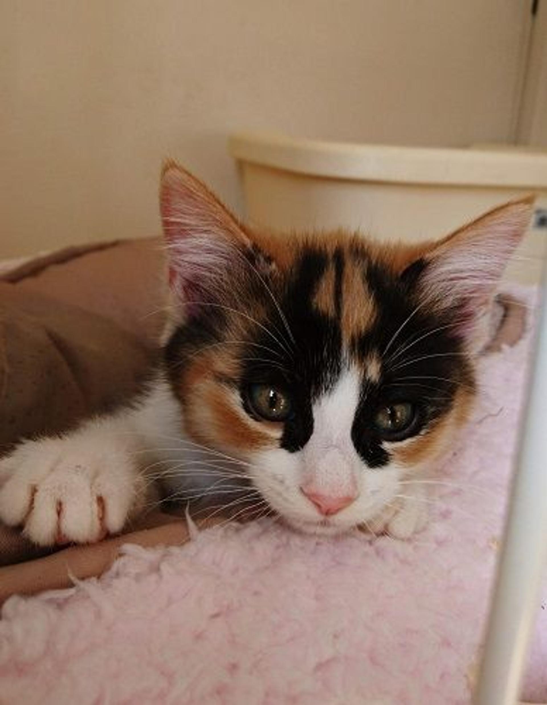 pet-image-2