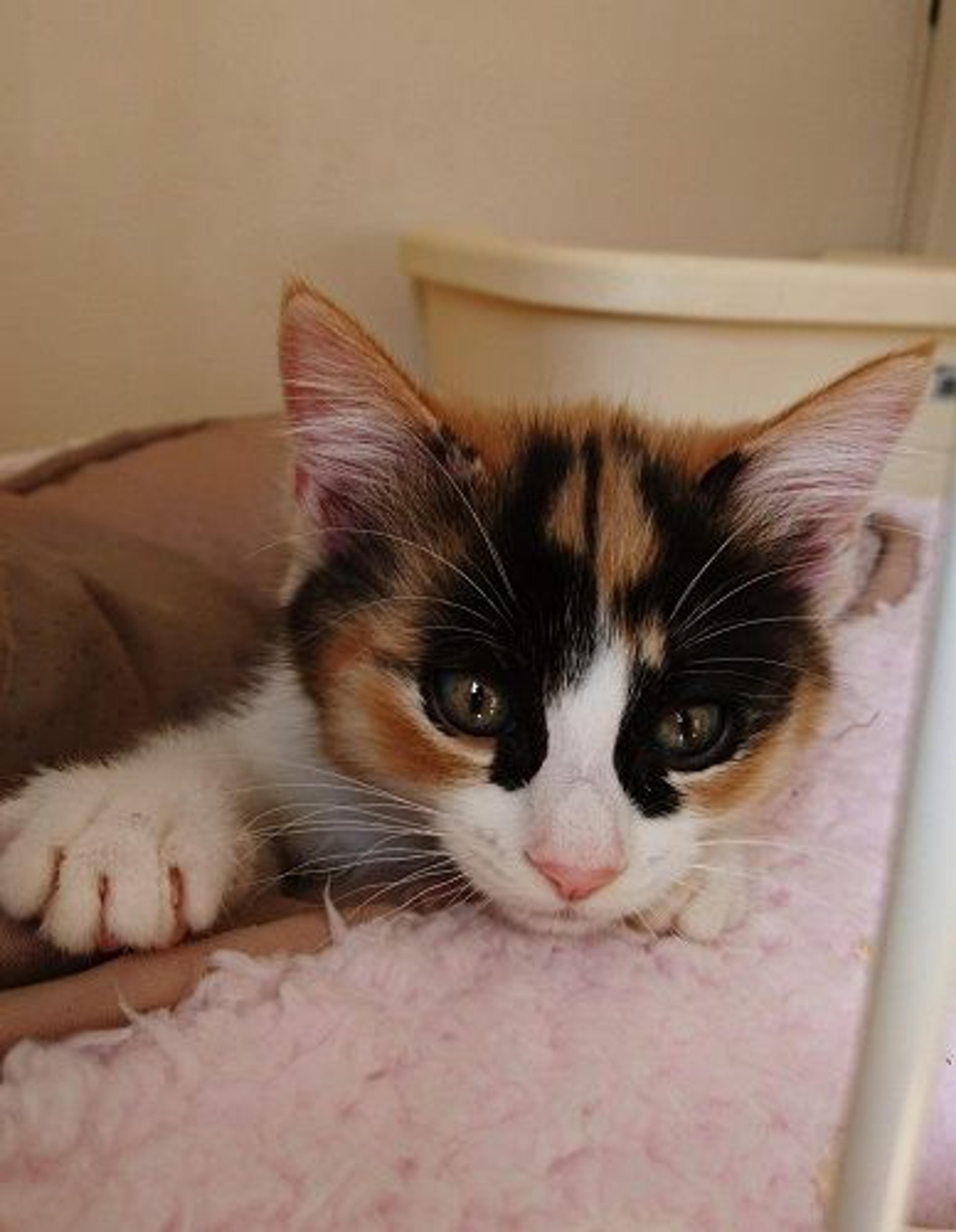 pet-image-2