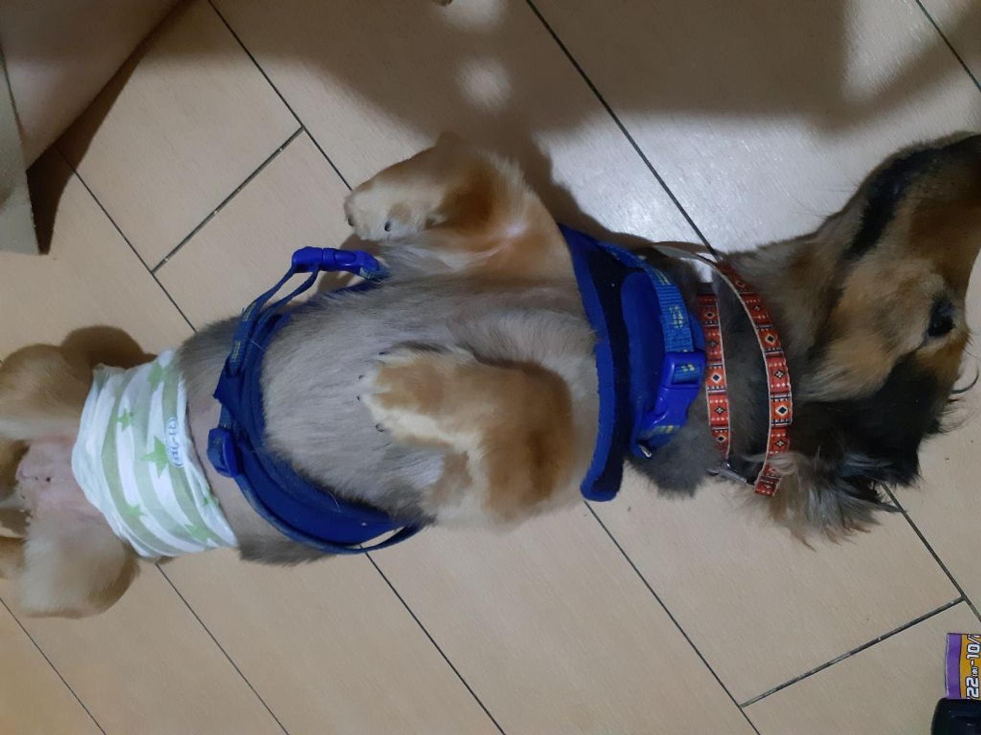 pet-image-2